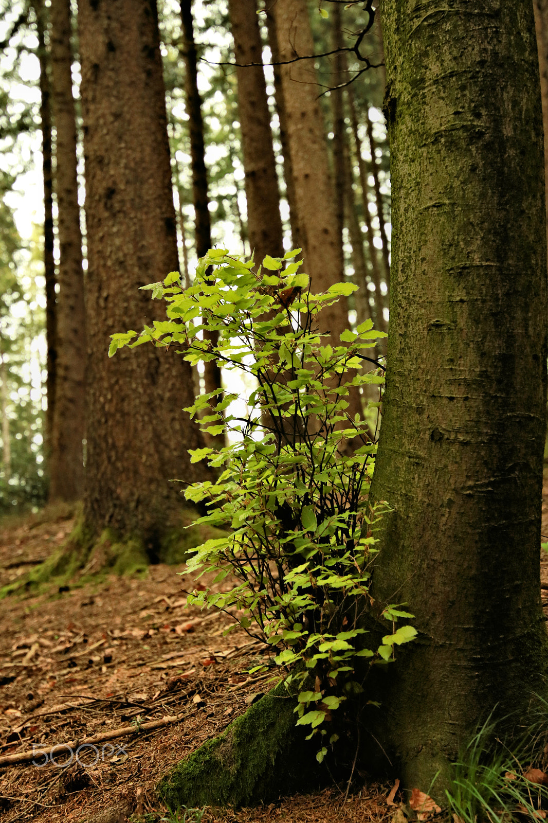 Canon EOS 750D (EOS Rebel T6i / EOS Kiss X8i) sample photo. In the wood2 photography