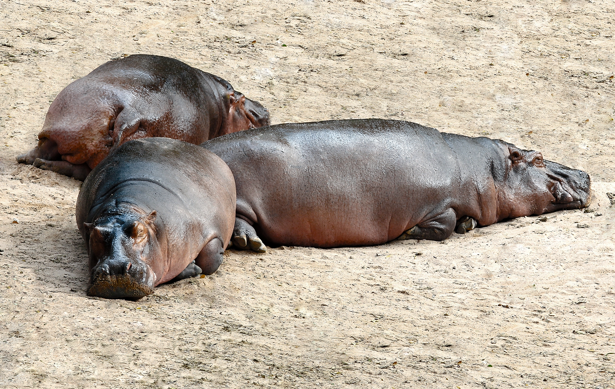 Canon EOS 550D (EOS Rebel T2i / EOS Kiss X4) sample photo. Sleeping hippos photography