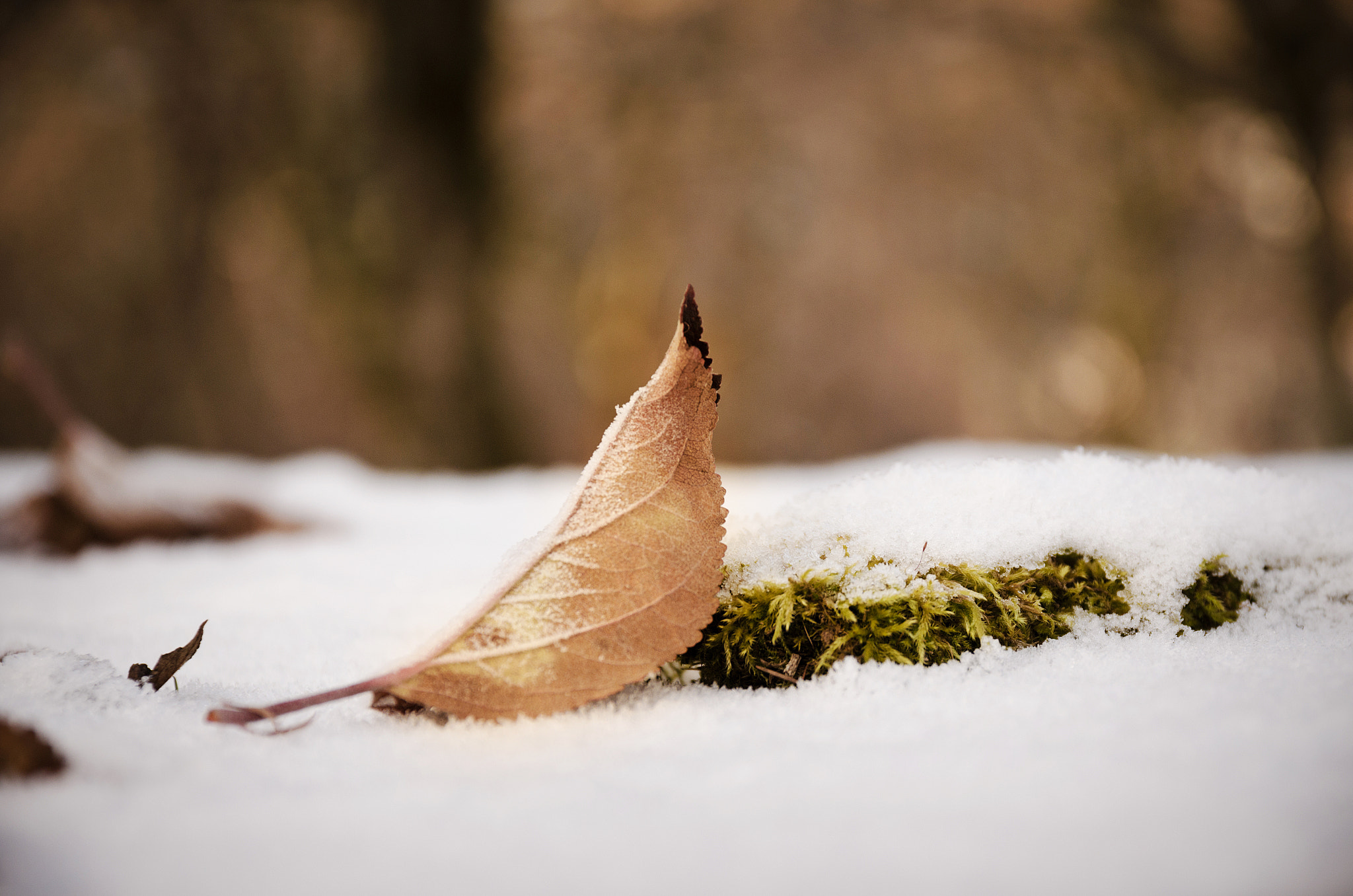 Sigma 17-70mm F2.8-4 DC Macro OS HSM | C sample photo. Natura im-perfetta photography