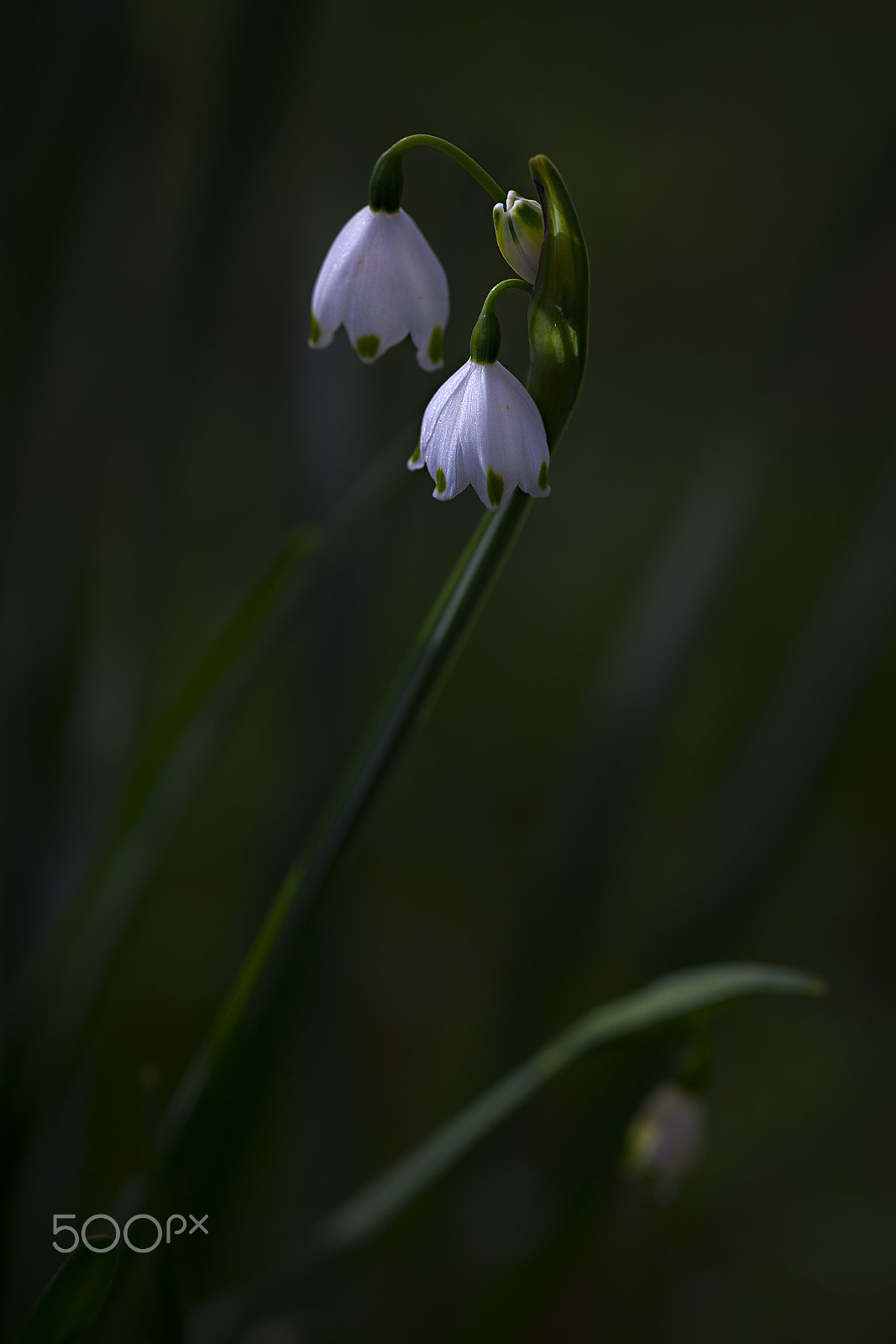 ZEISS Makro-Planar T* 100mm F2 sample photo. Snowdrop photography