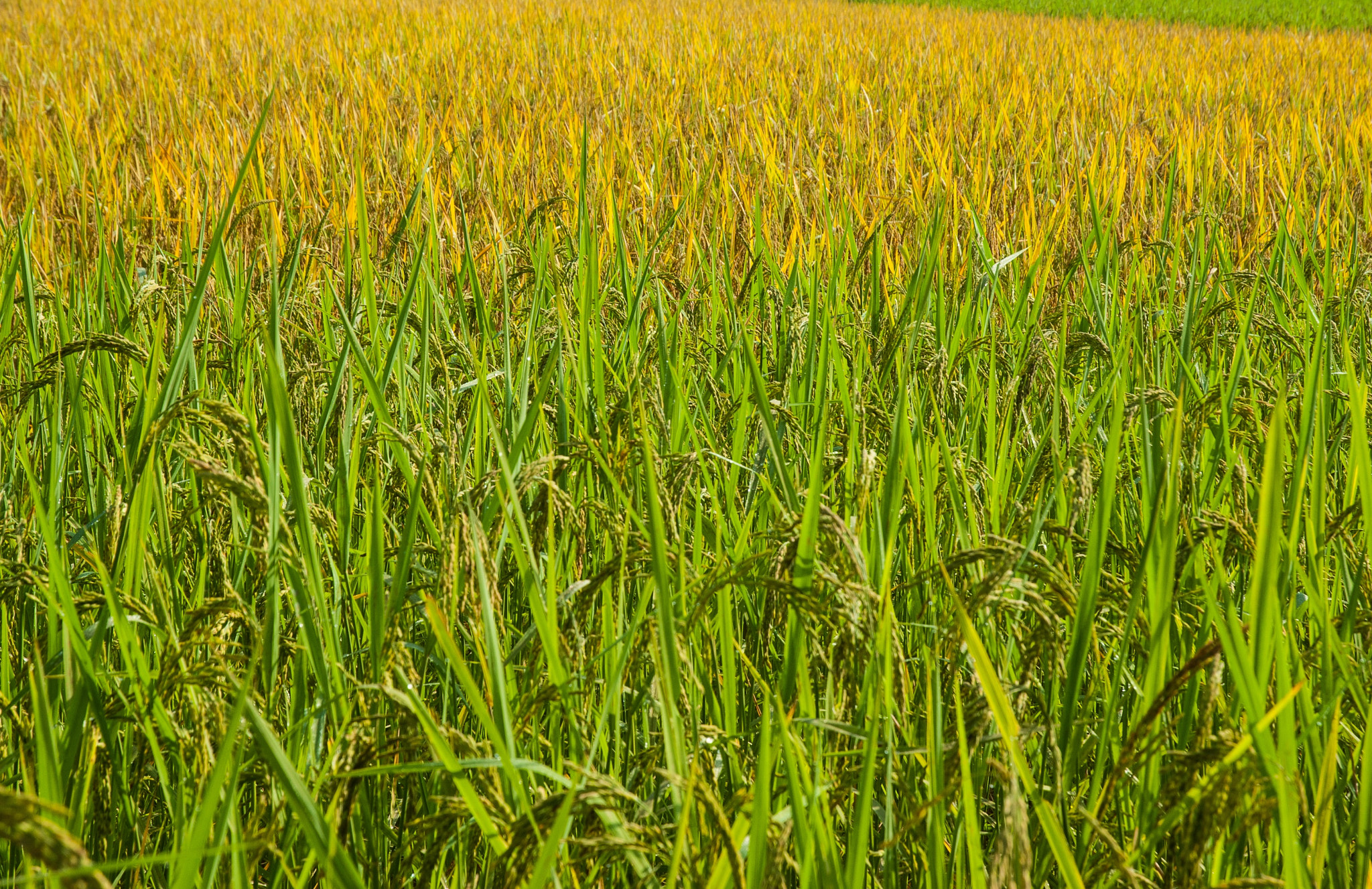 Nikon D60 sample photo. Rice field. photography