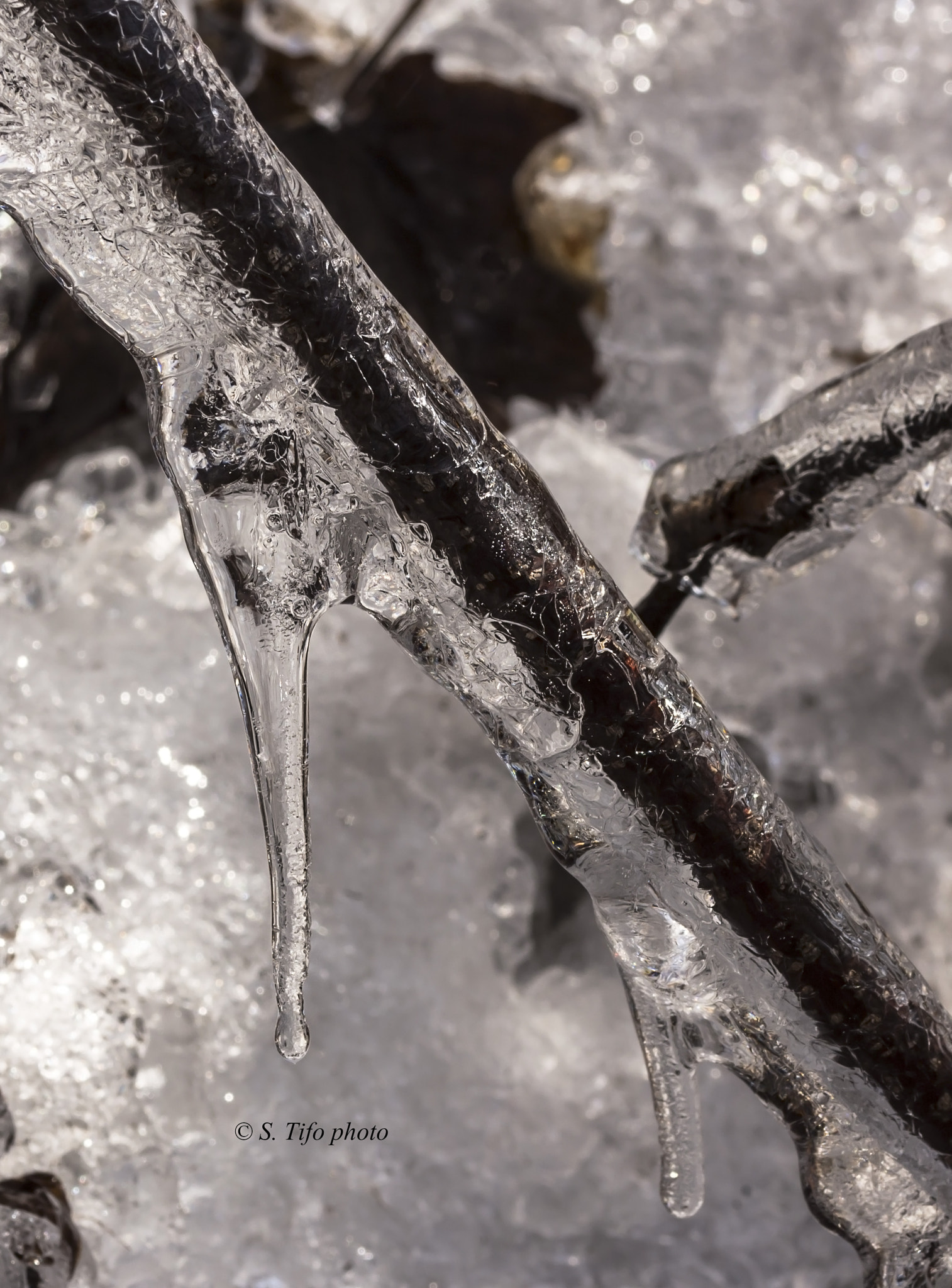Sigma 105mm F2.8 EX DG OS HSM sample photo. Frozen .. 2 ... photography
