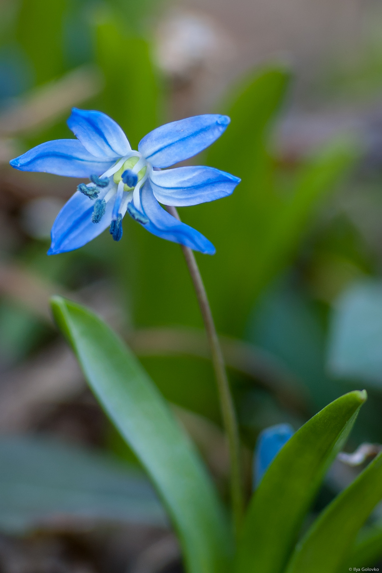 Samsung GX-1S sample photo. The first spring flower photography