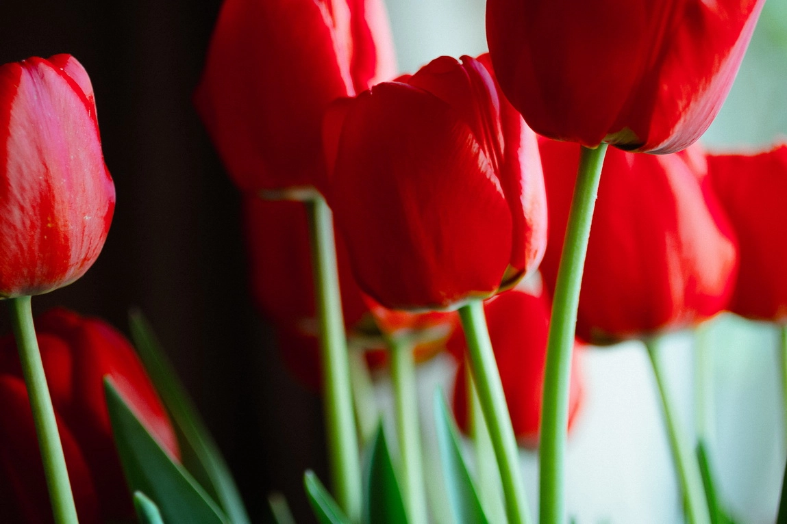 Canon EOS 70D + Canon EF 50mm F2.5 Macro sample photo. ** photography