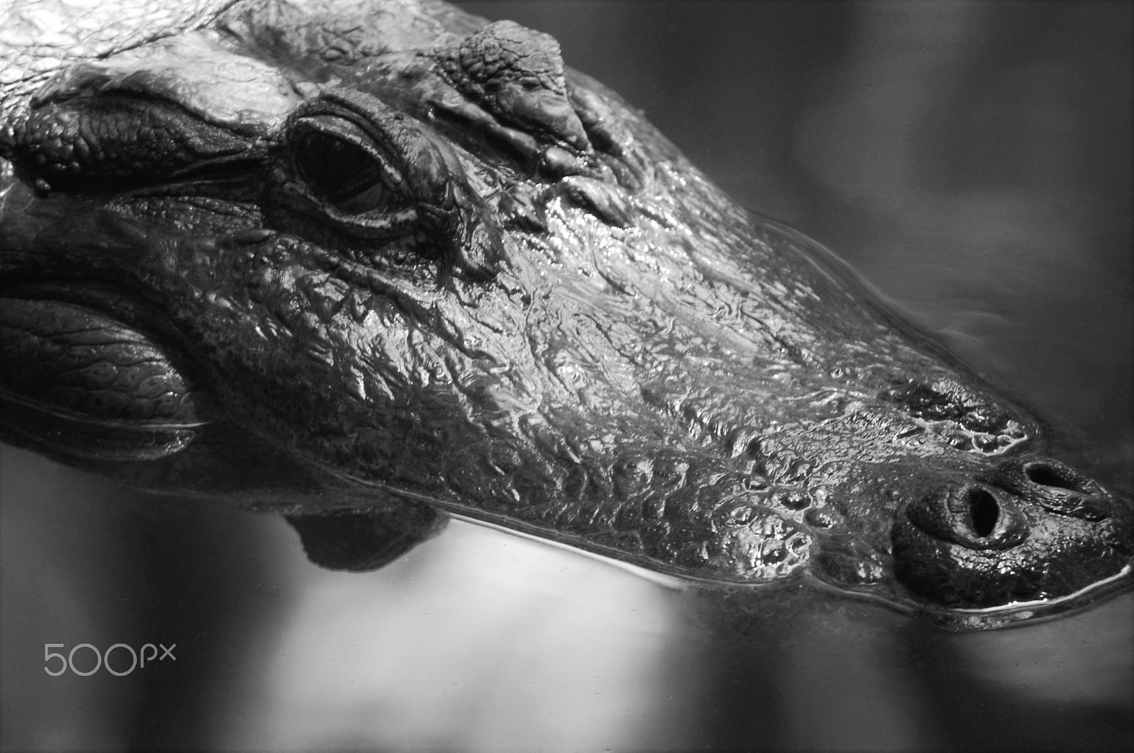 Nikon D40 sample photo. Alligator photography