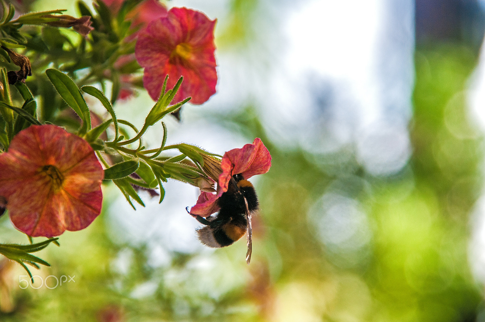 Nikon D300 + Sigma 18-200mm F3.5-6.3 DC sample photo. Collecting the nectar photography