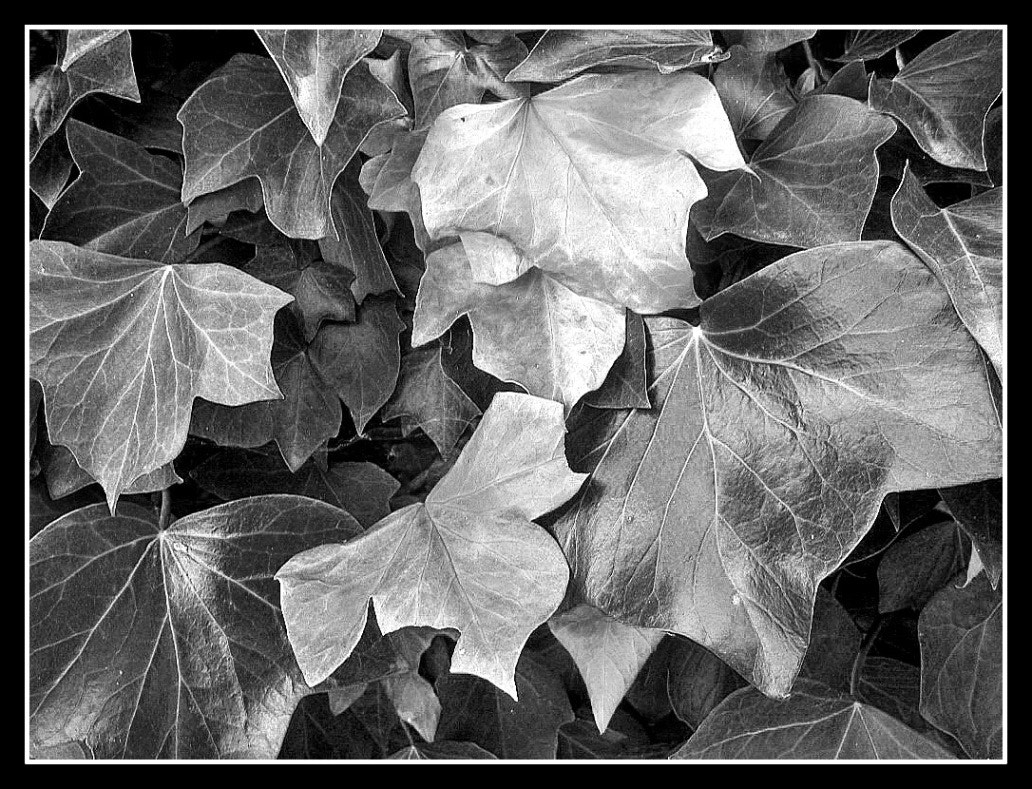Olympus SP700 sample photo. Des feuilles de lierre photography