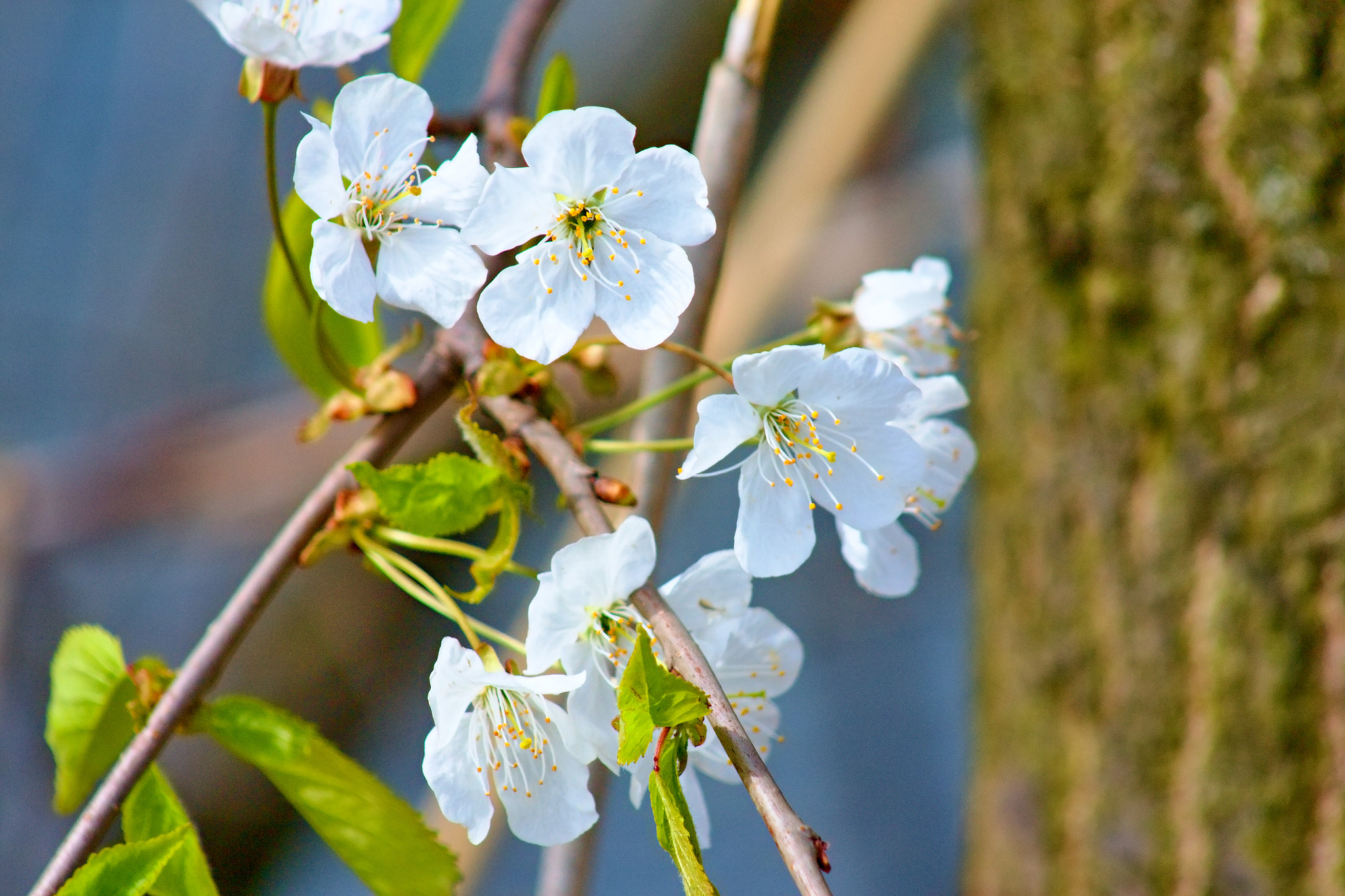 75.00 - 300.00 mm sample photo. Spring flowers photography