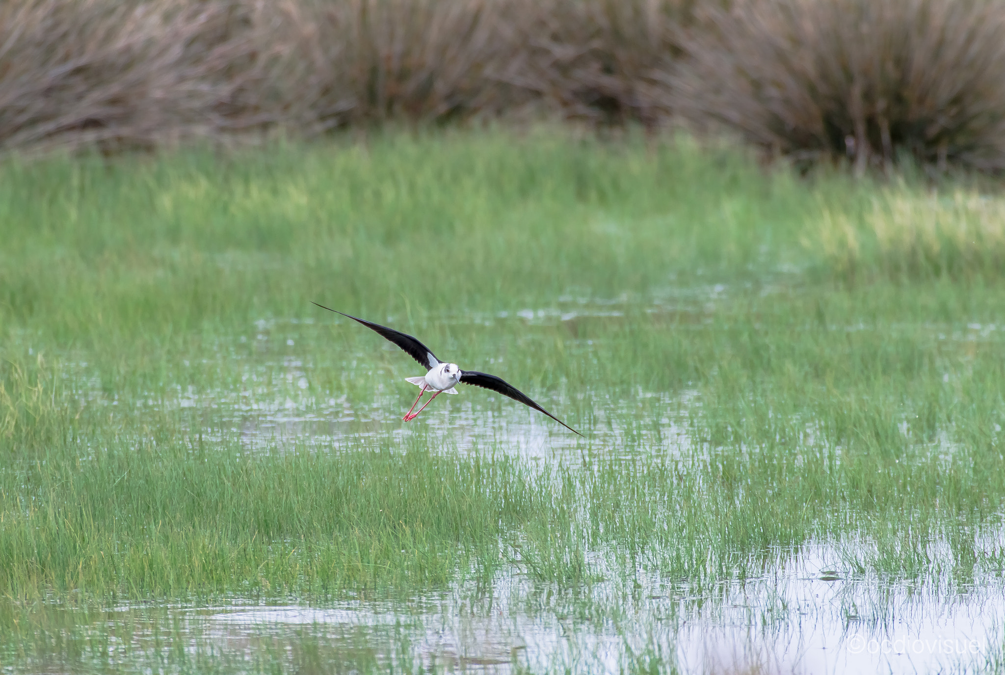 Canon EF 100-400mm F4.5-5.6L IS USM sample photo. Le patte rouge de sérignan photography