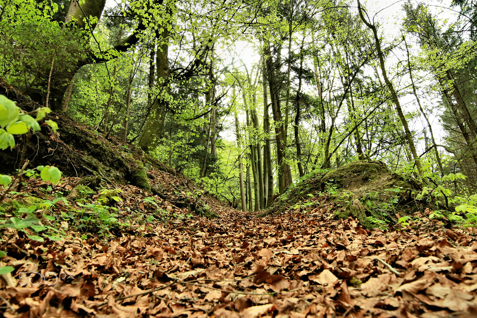 Canon EOS 750D (EOS Rebel T6i / EOS Kiss X8i) sample photo. In the woodland photography