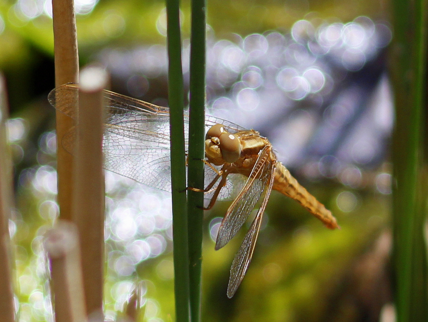 Canon EF 35-80mm f/4-5.6 sample photo. Dragonfly photography