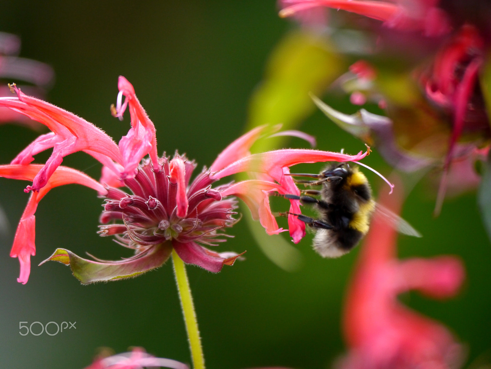 Panasonic Lumix DMC-G3 sample photo. Pollinating. photography