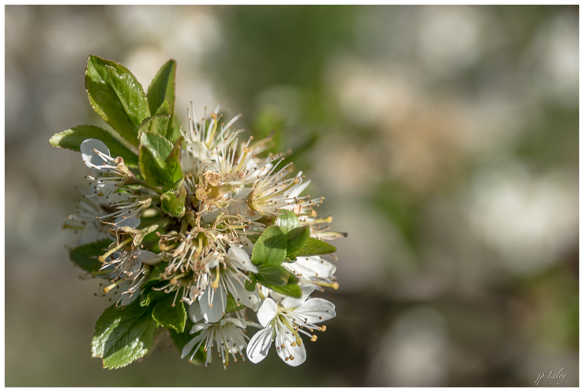 Tamron AF 28-105mm F4-5.6 [IF] sample photo. Aubepine photography