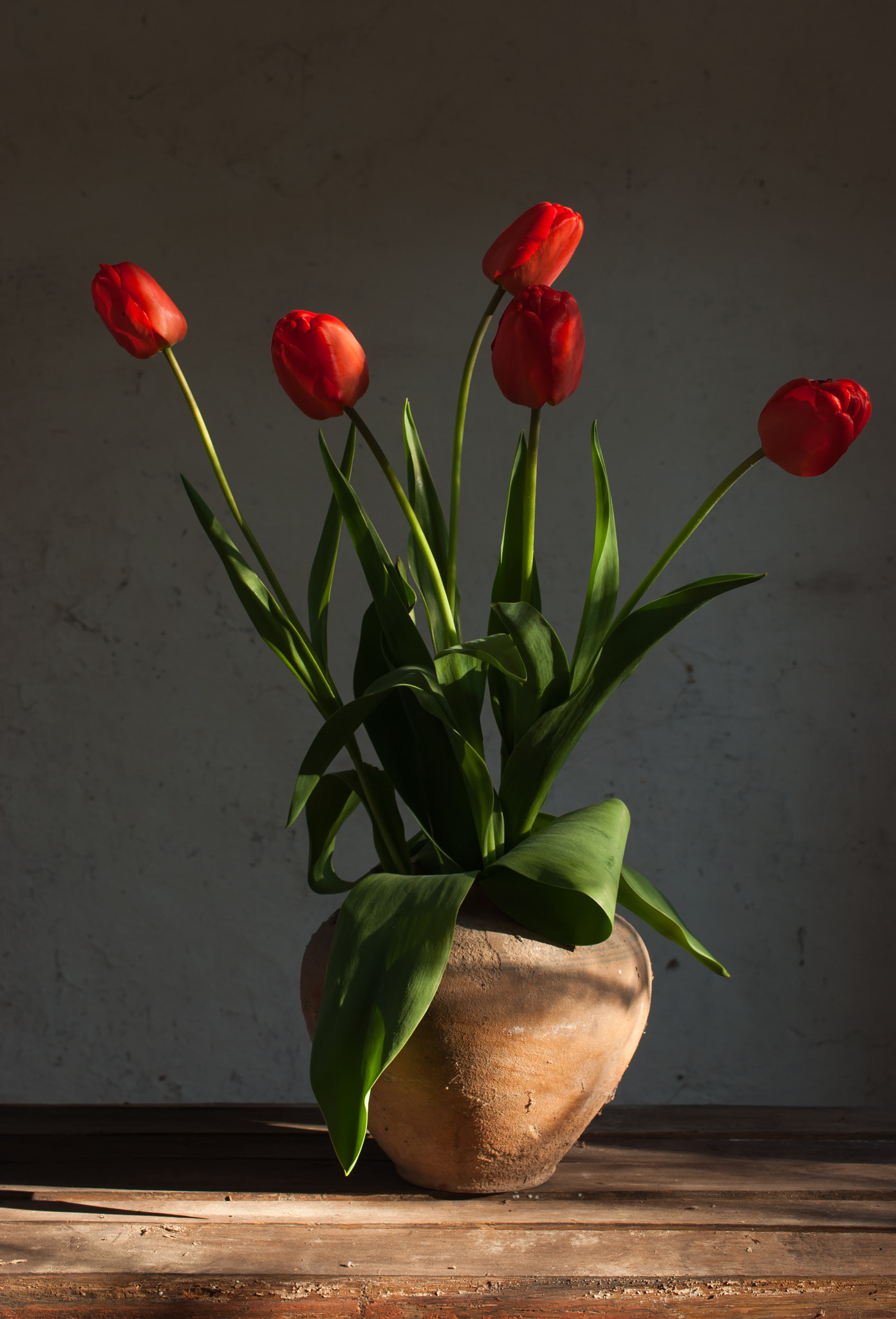 Pentax K200D + HD Pentax DA 35mm F2.8 Macro Limited sample photo. Tulips photography