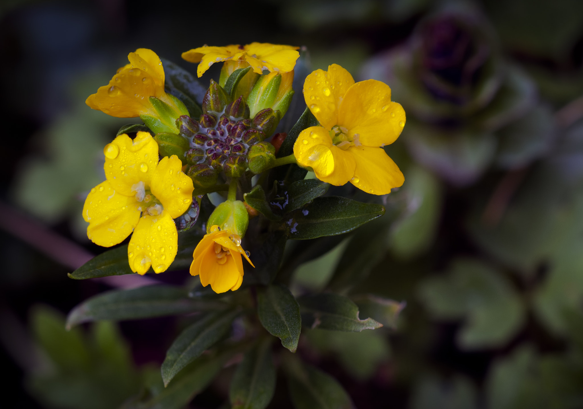 Sigma 150mm F2.8 EX DG Macro HSM sample photo. Tiny golden beauty photography