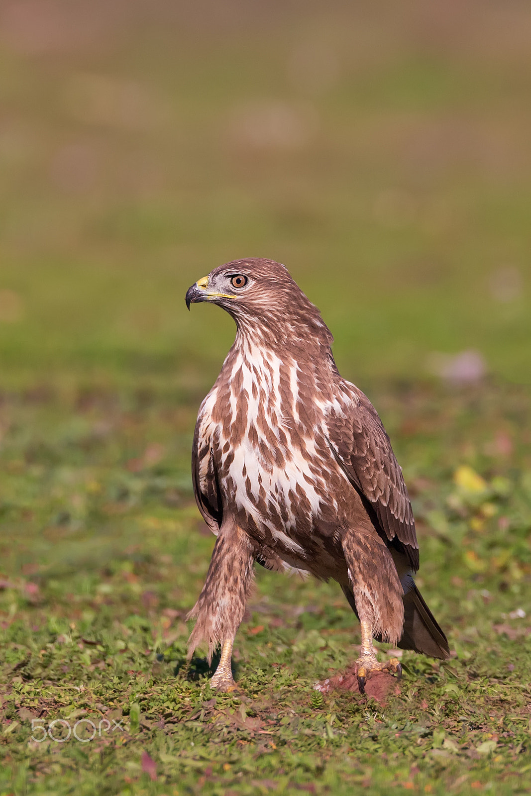 Canon EF 500mm F4L IS USM sample photo. Buteo buteo photography