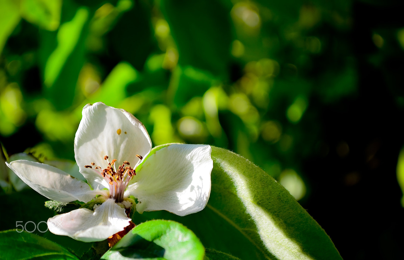 Nikon AF-S Nikkor 500mm F4D ED-IF II sample photo. White flower photography