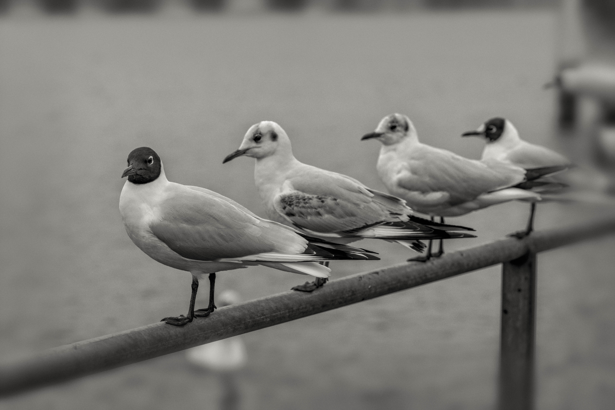 Nikon D3X + Nikon AF Nikkor 105mm F2D DC sample photo. Hometown seagull appointment photography