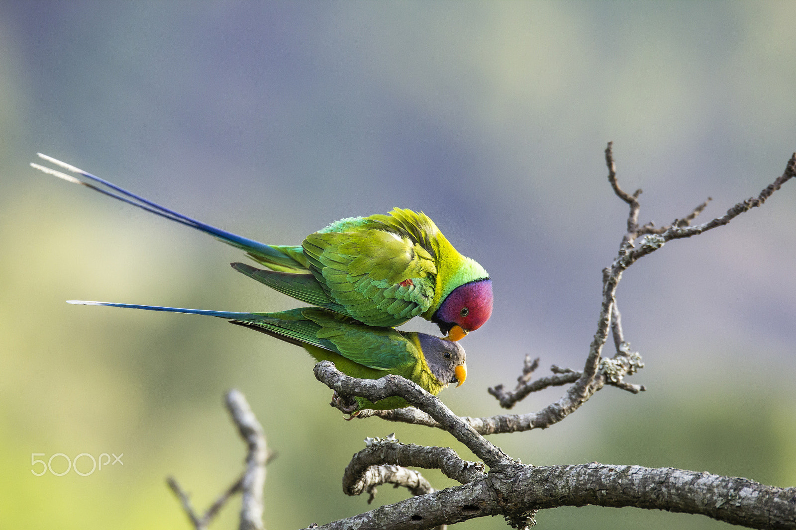Sigma 150-600mm F5-6.3 DG OS HSM | C sample photo. Plum headed parakeets photography