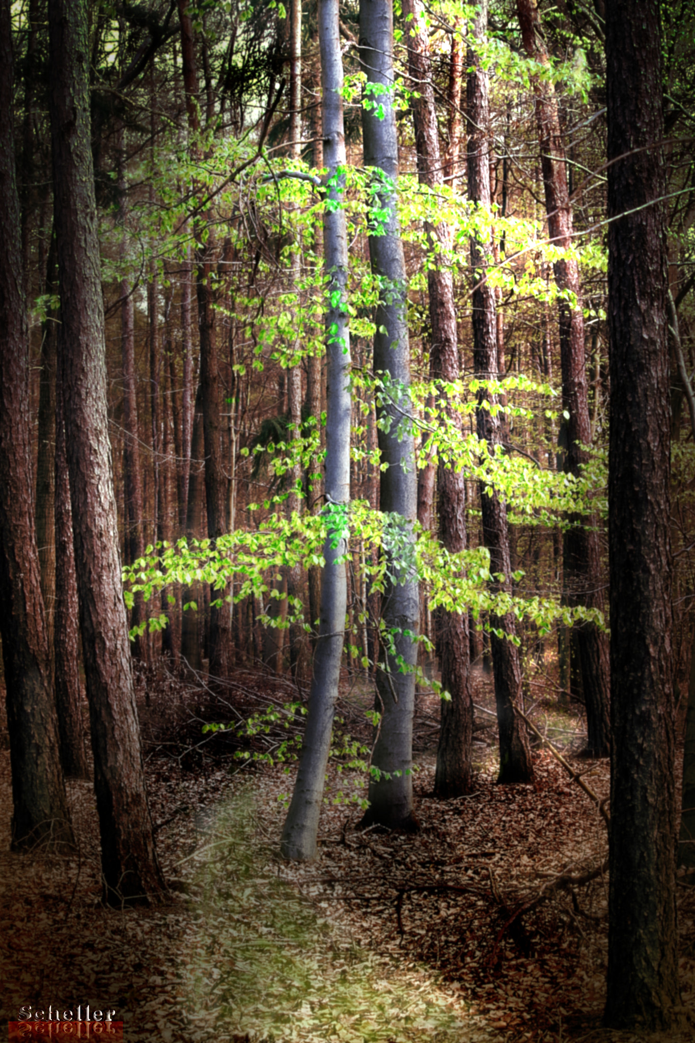 Canon EF 35-105mm f/4.5-5.6 sample photo. Buchen photography