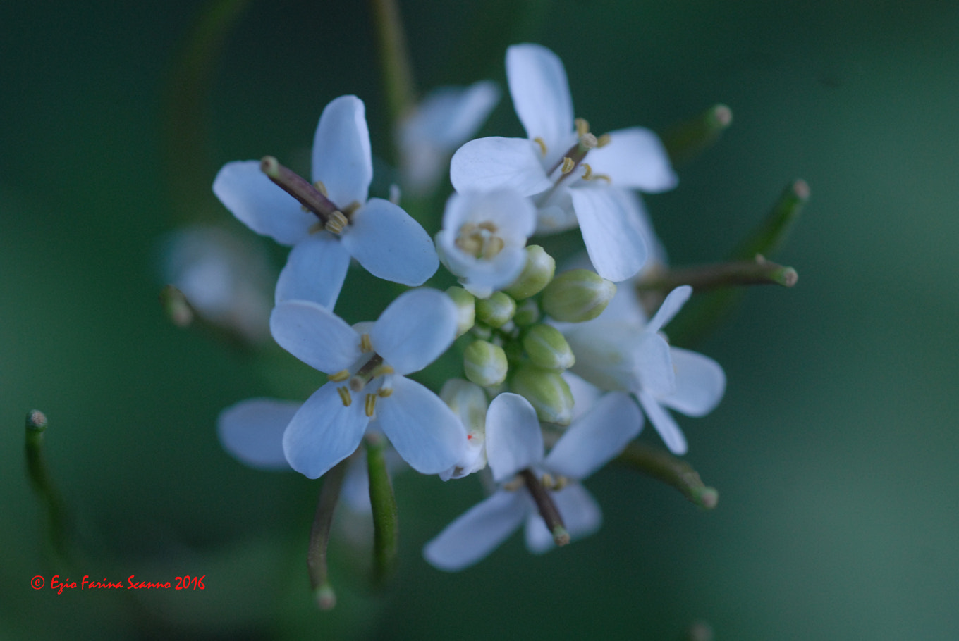 Nikon D200 + AF Micro-Nikkor 60mm f/2.8 sample photo. Bianco photography