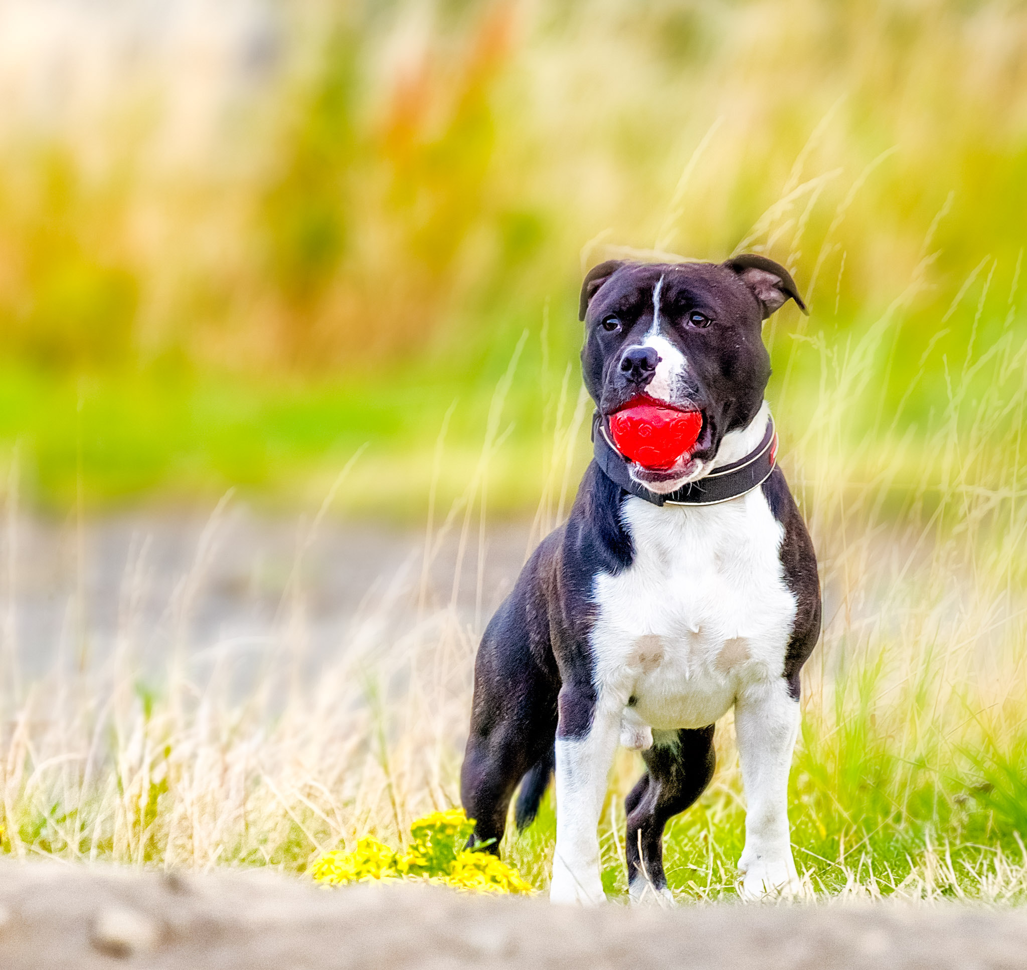 Tamron SP 70-300mm F4-5.6 Di USD sample photo. Lets play ball photography