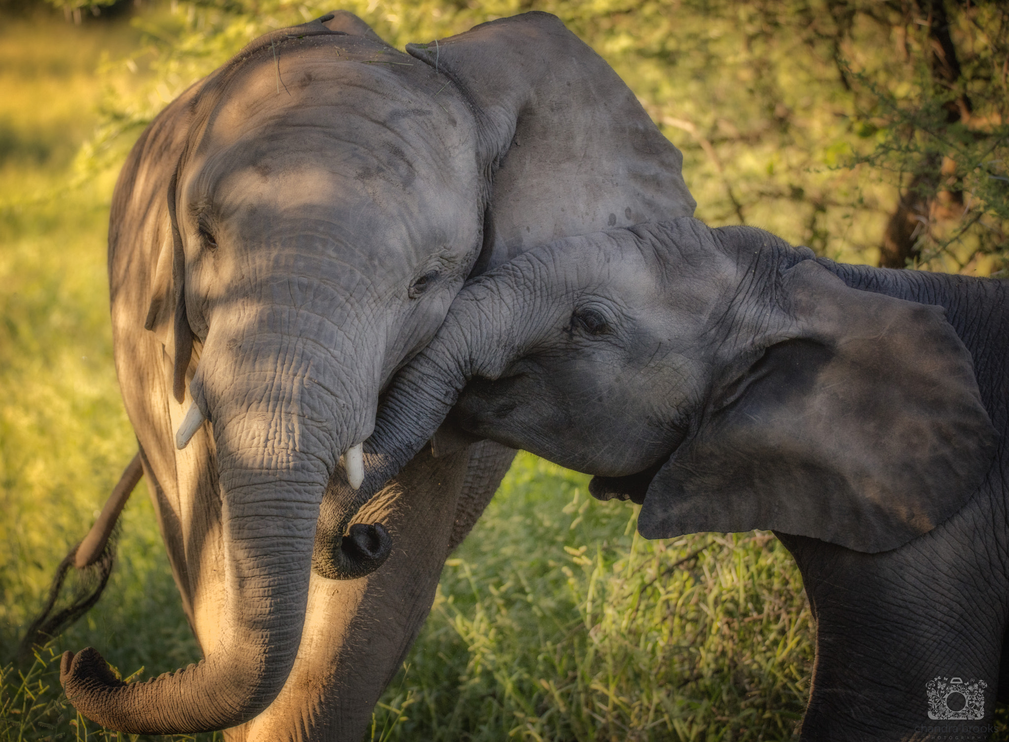 Sigma 150-600mm F5-6.3 DG OS HSM | C sample photo. Little elephant secrets photography