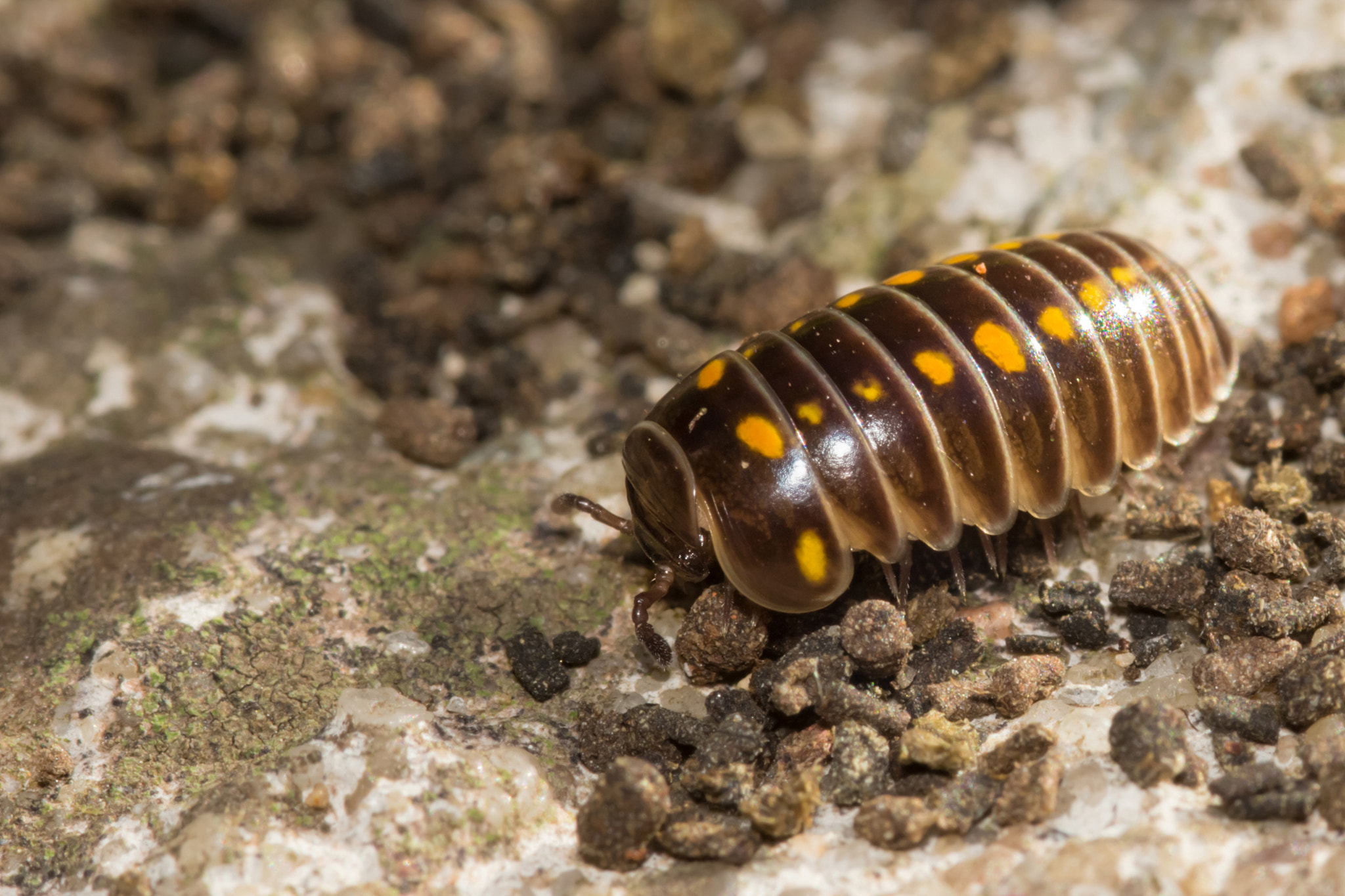Canon EOS 700D (EOS Rebel T5i / EOS Kiss X7i) + Sigma 105mm F2.8 EX DG Macro sample photo. Armadillidium vulgare or pill bug photography