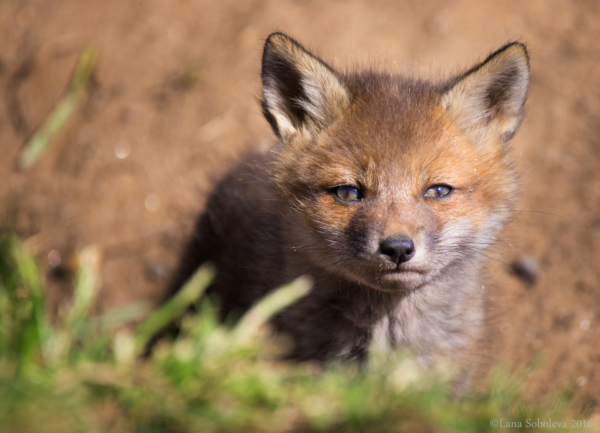 Sigma 150-600mm F5-6.3 DG OS HSM | C sample photo. Did you just call me a cunning fox? photography