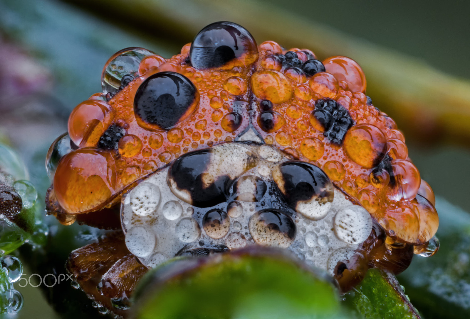 Canon MP-E 65mm F2.5 1-5x Macro Photo sample photo. Dotted ladybird photography