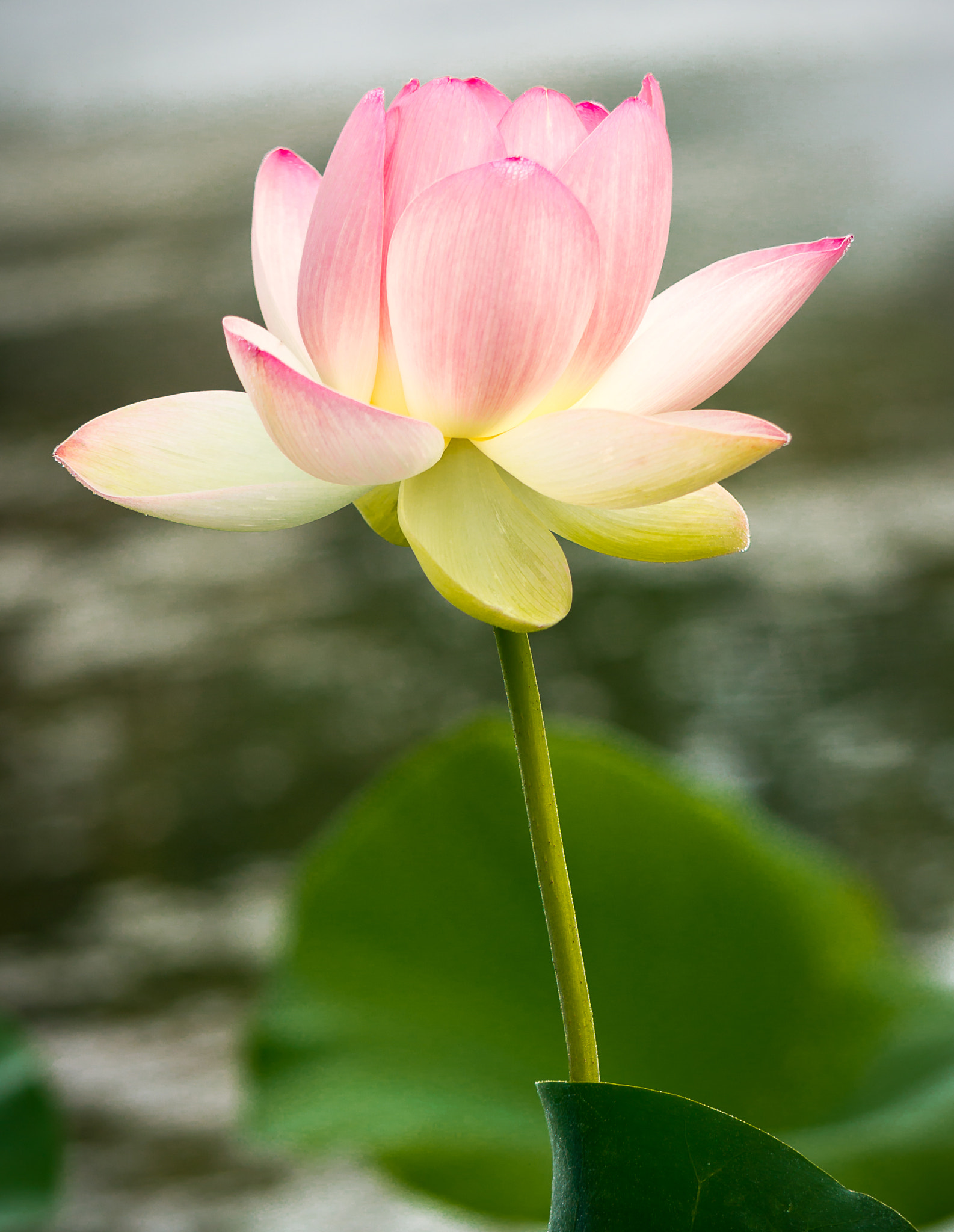 90mm F2.8 Macro G OSS sample photo. Only one survives photography