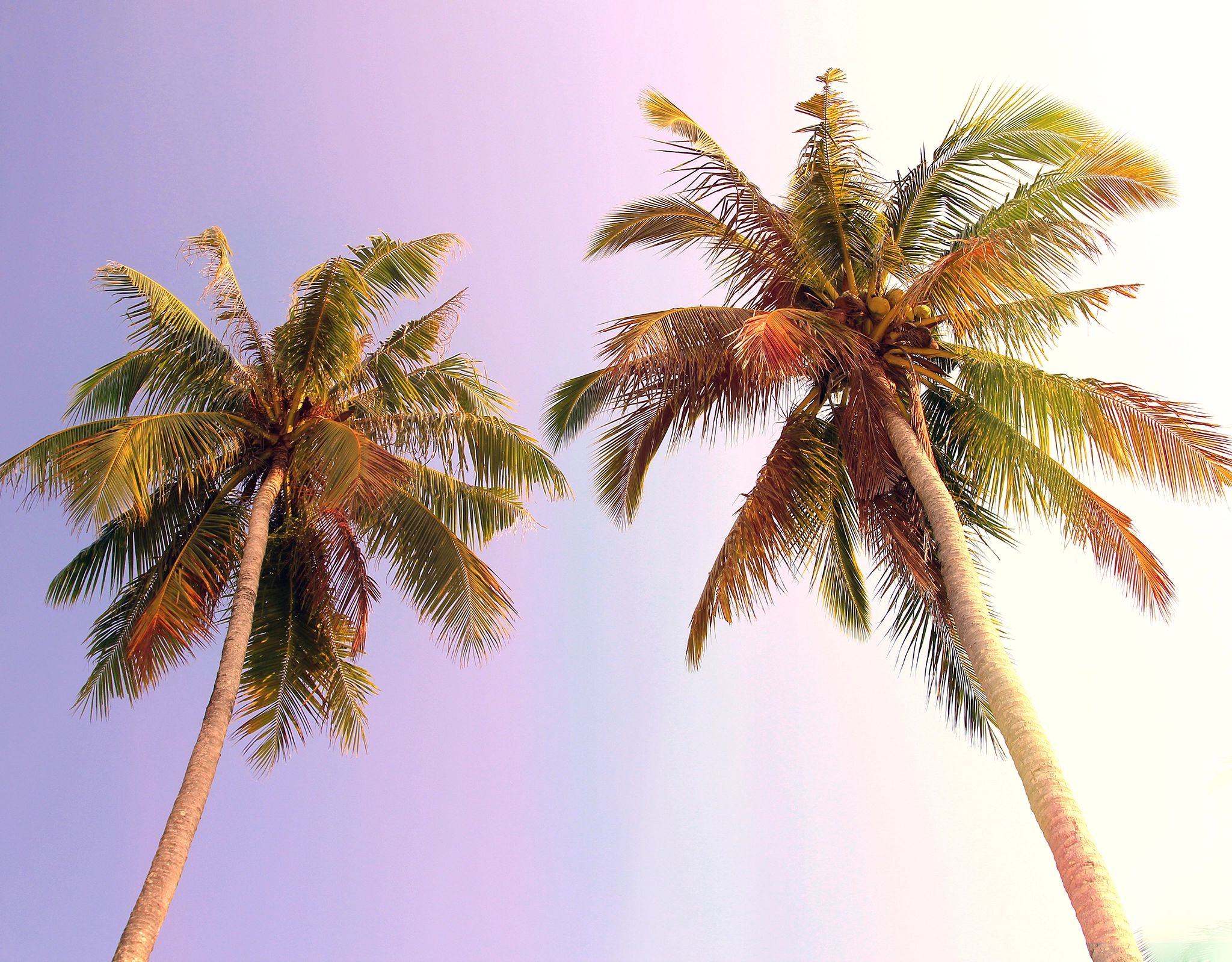 Canon EOS 550D (EOS Rebel T2i / EOS Kiss X4) sample photo. Two palms and violet sky photography