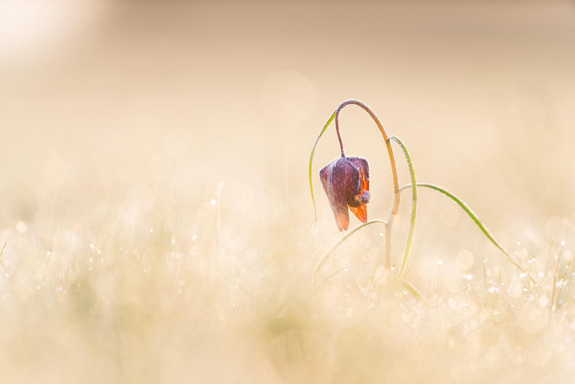 Minolta AF 28-85mm F3.5-4.5 New sample photo. Fritillaria meleagris photography