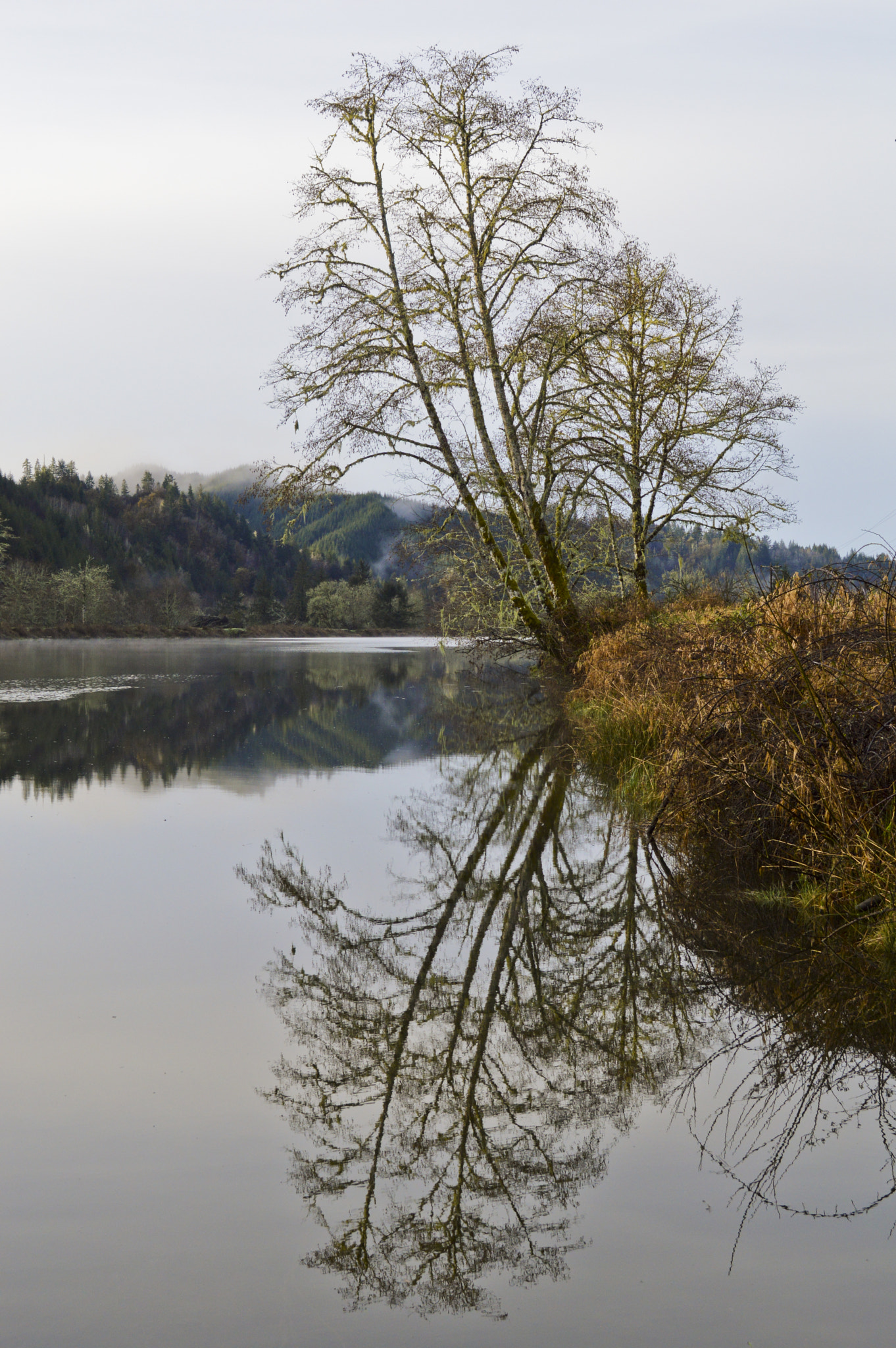 Nikon D3200 + Sigma 35mm F1.4 DG HSM Art sample photo. Tree over smith river photography