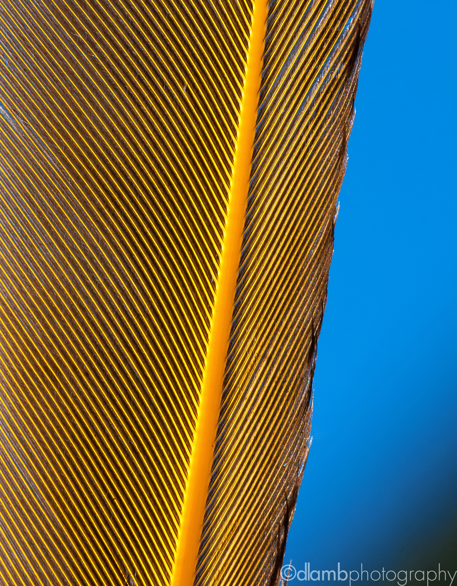 Canon EF-S 60mm F2.8 Macro USM sample photo. Feathers of a bird photography