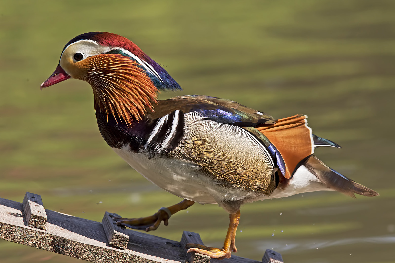 Canon EF 300mm F2.8L IS USM sample photo. Mandarine duck photography