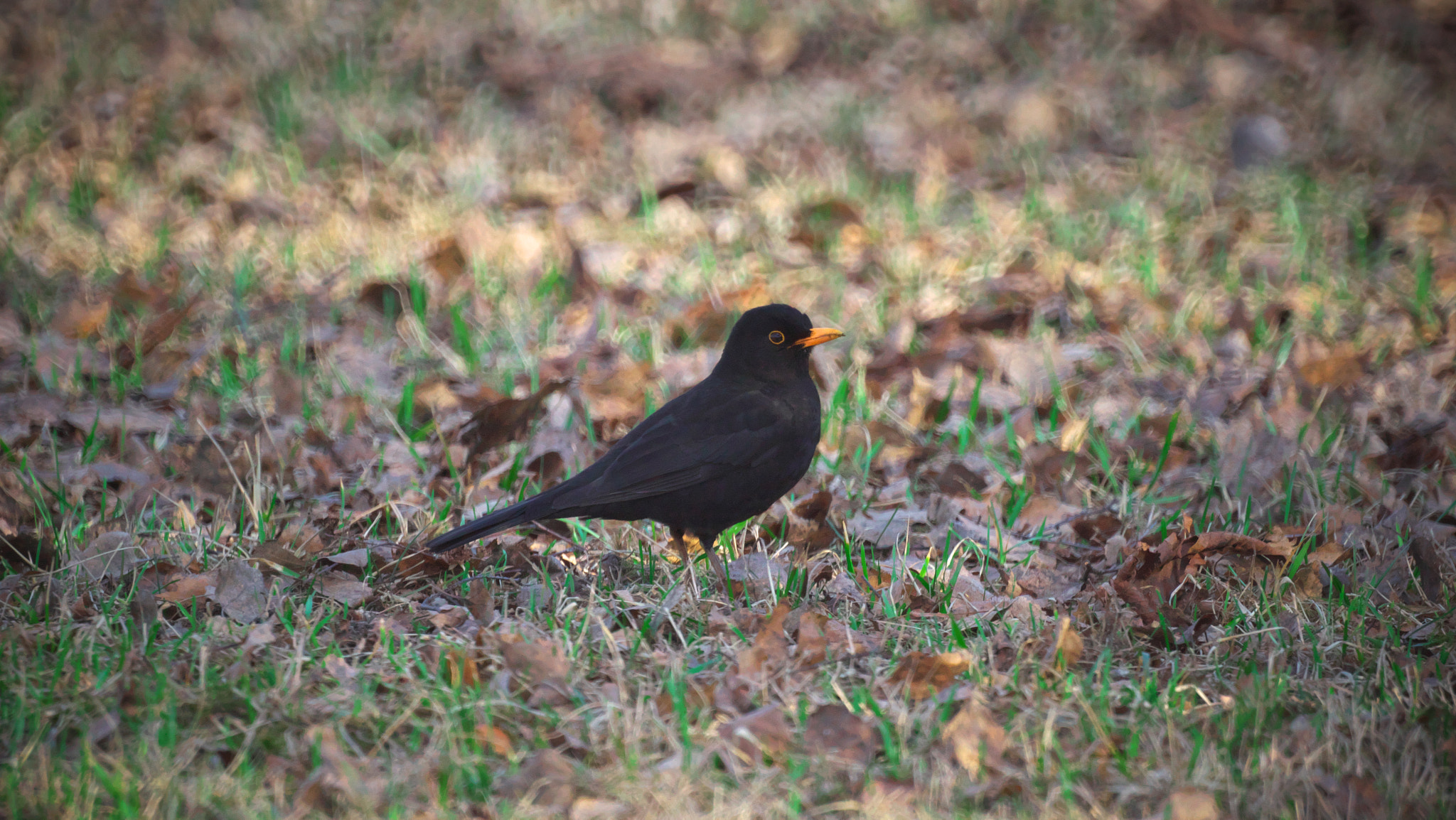 Sony SLT-A65 (SLT-A65V) + Sony 500mm F8 Reflex sample photo. Turdus merula photography