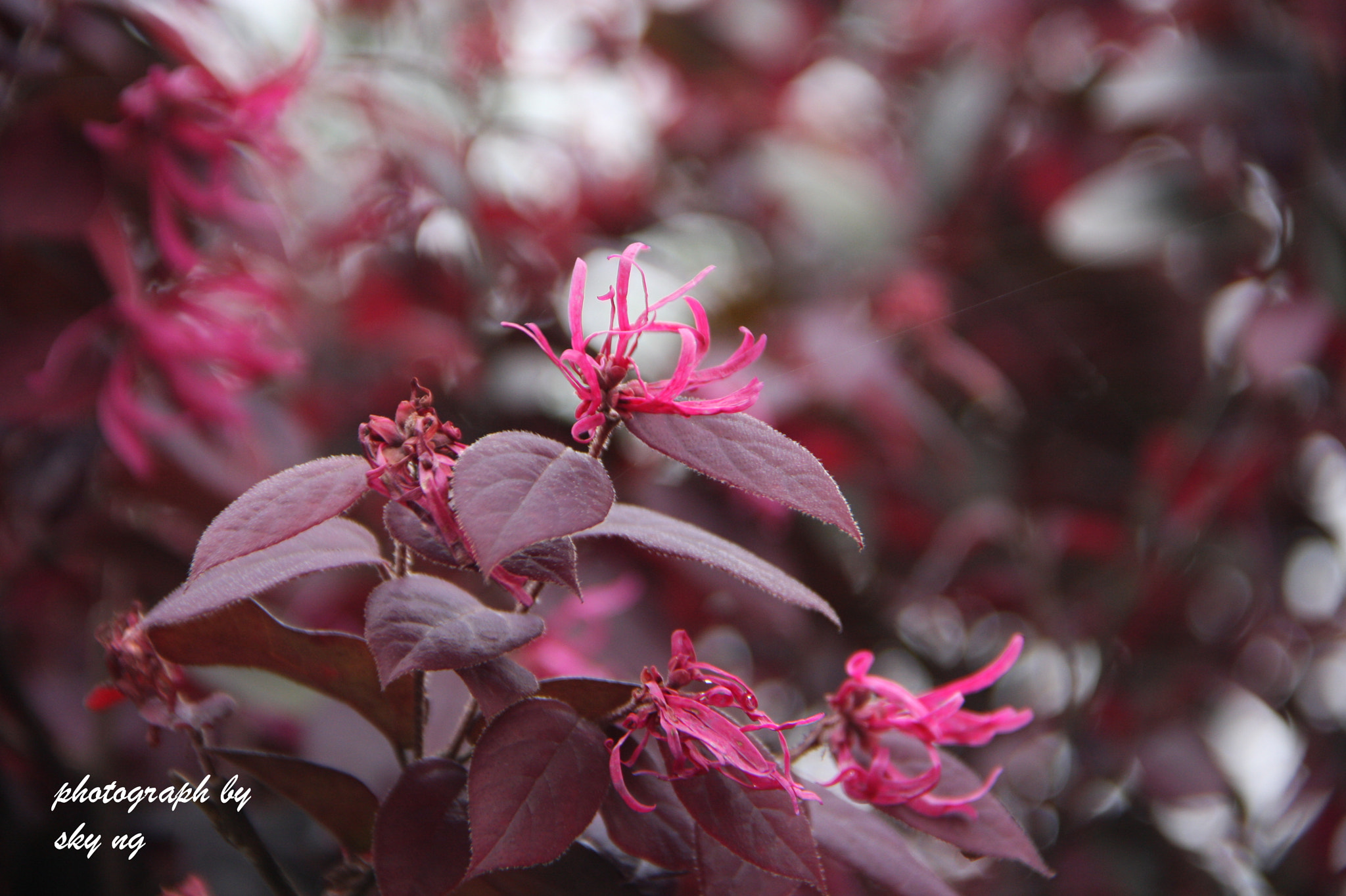 Canon EOS 40D + Canon EF 200mm f/1.8L sample photo. Tea flower#茶花 photography