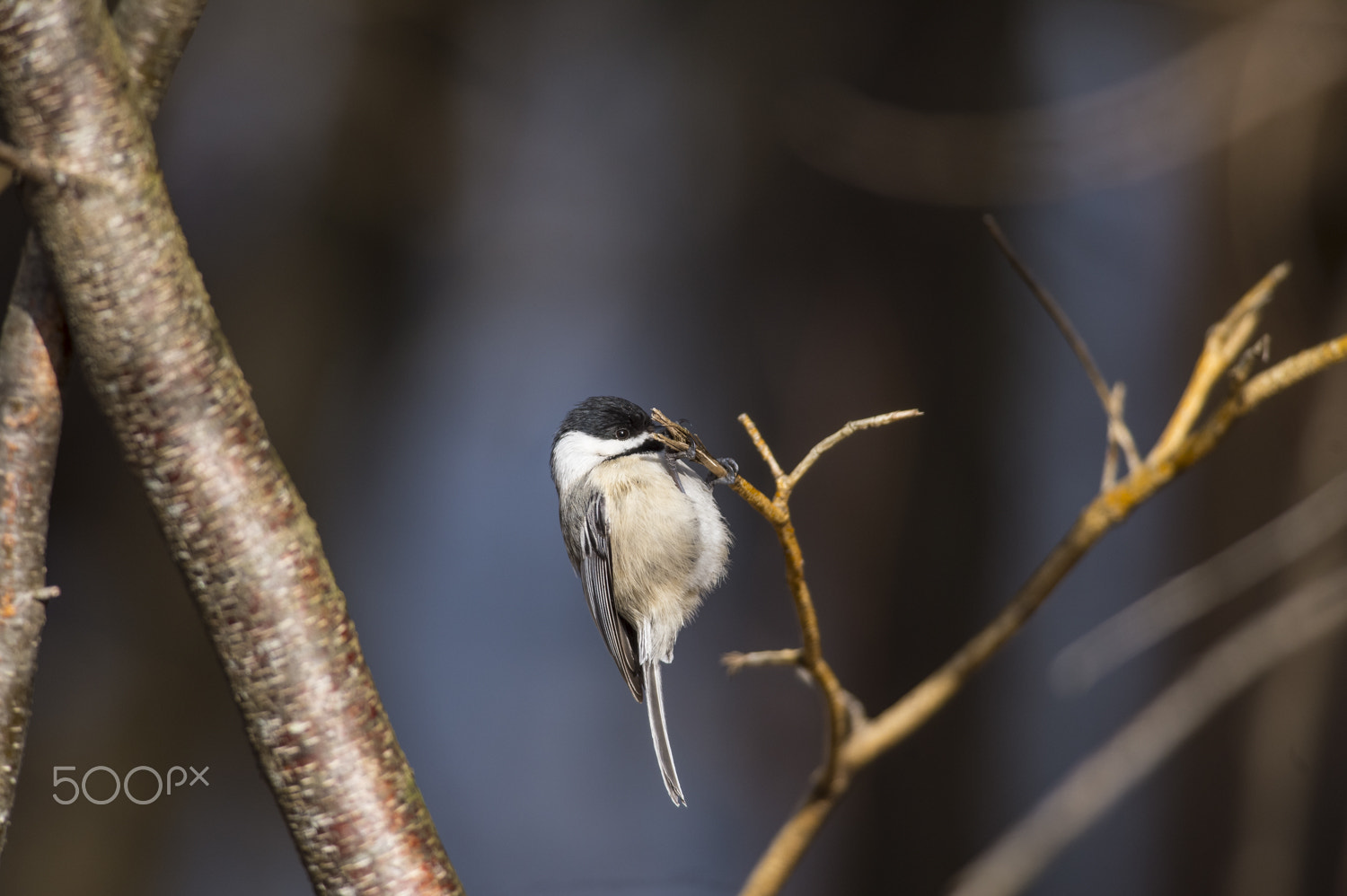 Nikon AF-S Nikkor 300mm F4D ED-IF sample photo. Chickadee photography
