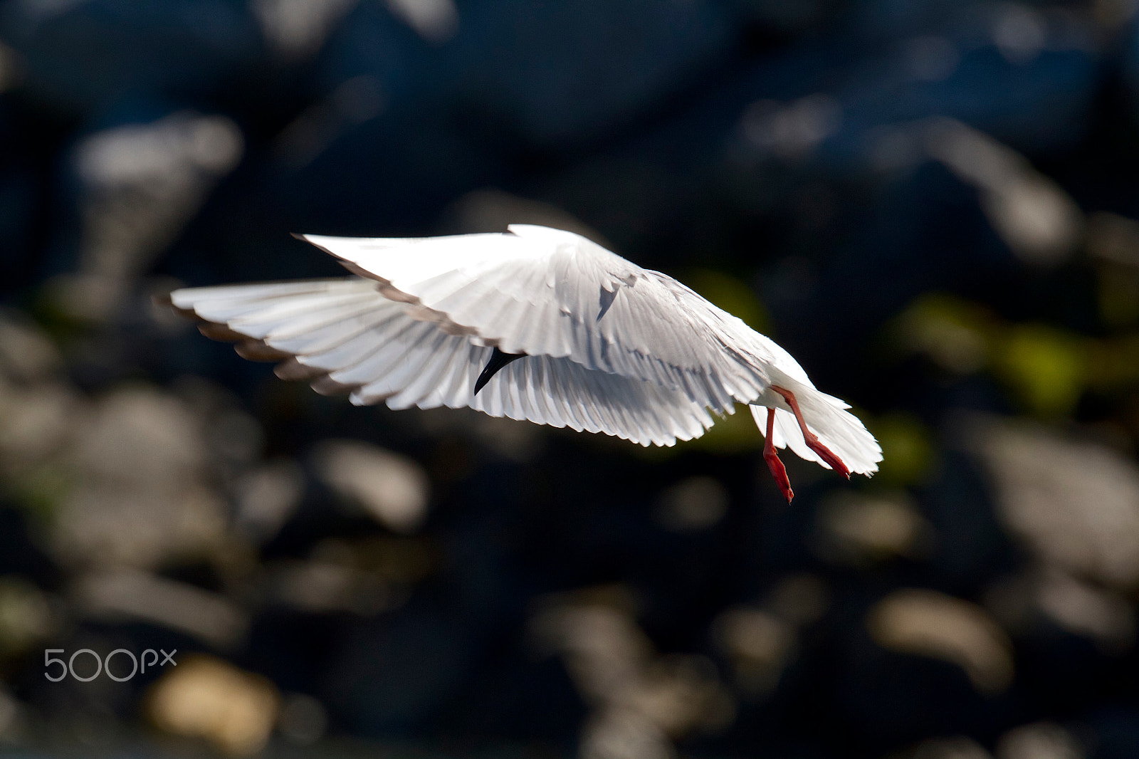 Canon EF 100-400mm F4.5-5.6L IS II USM sample photo. Img_5602.jpg bonapart gull photography