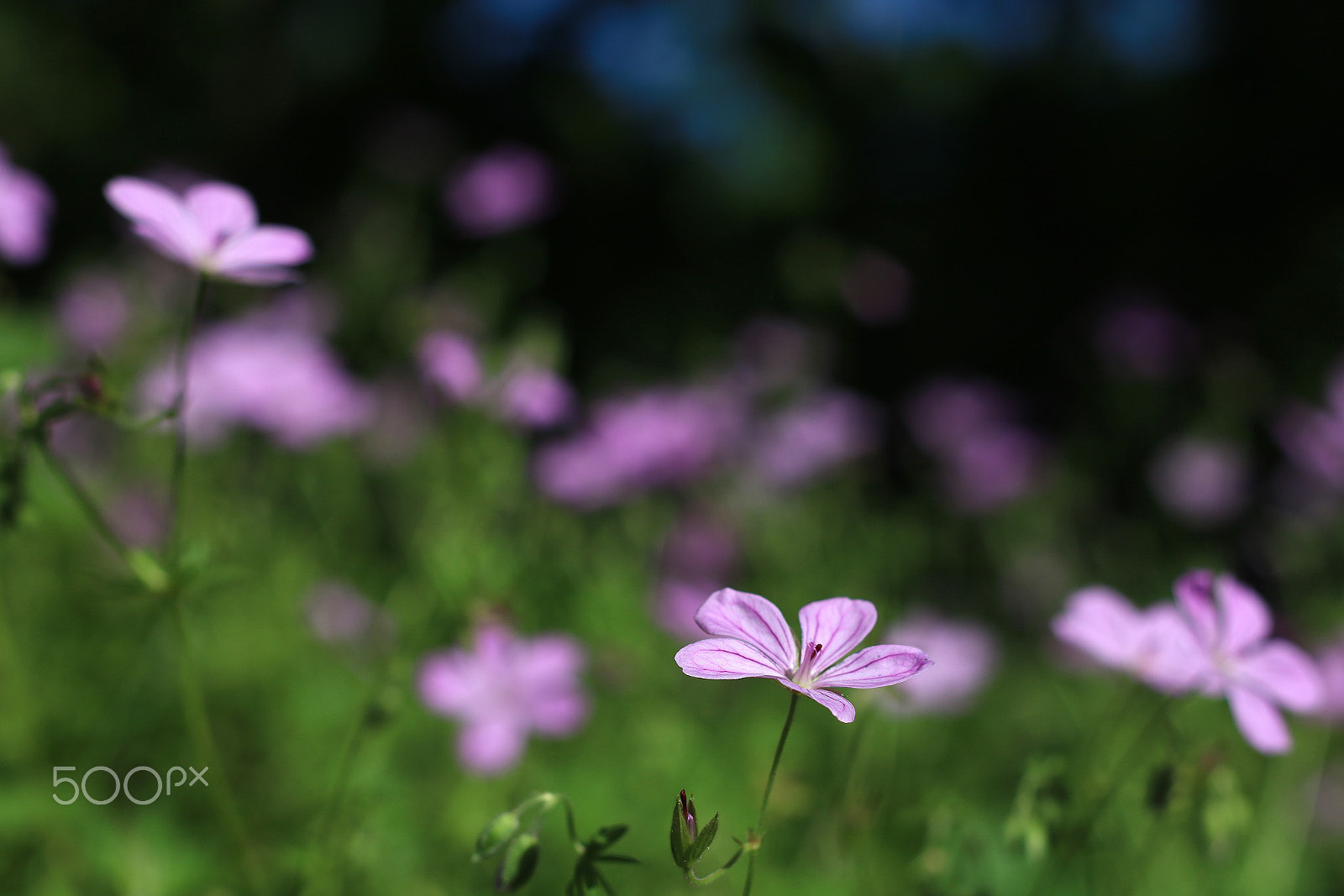 Canon EOS 760D (EOS Rebel T6s / EOS 8000D) + Canon EF 50mm F1.8 II sample photo. Early spring photography