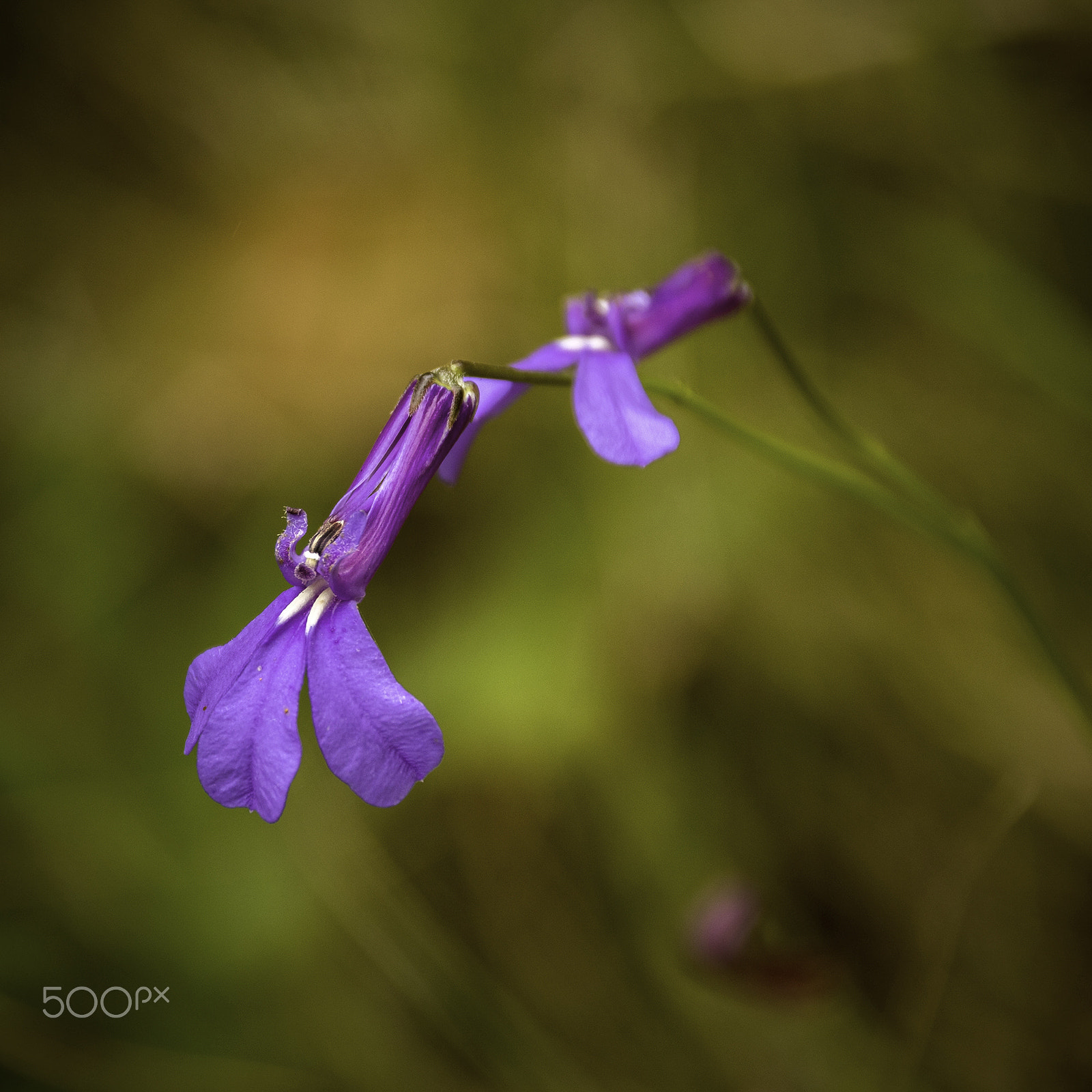 Sigma 18-250mm F3.5-6.3 DC OS HSM sample photo. Lobelia photography