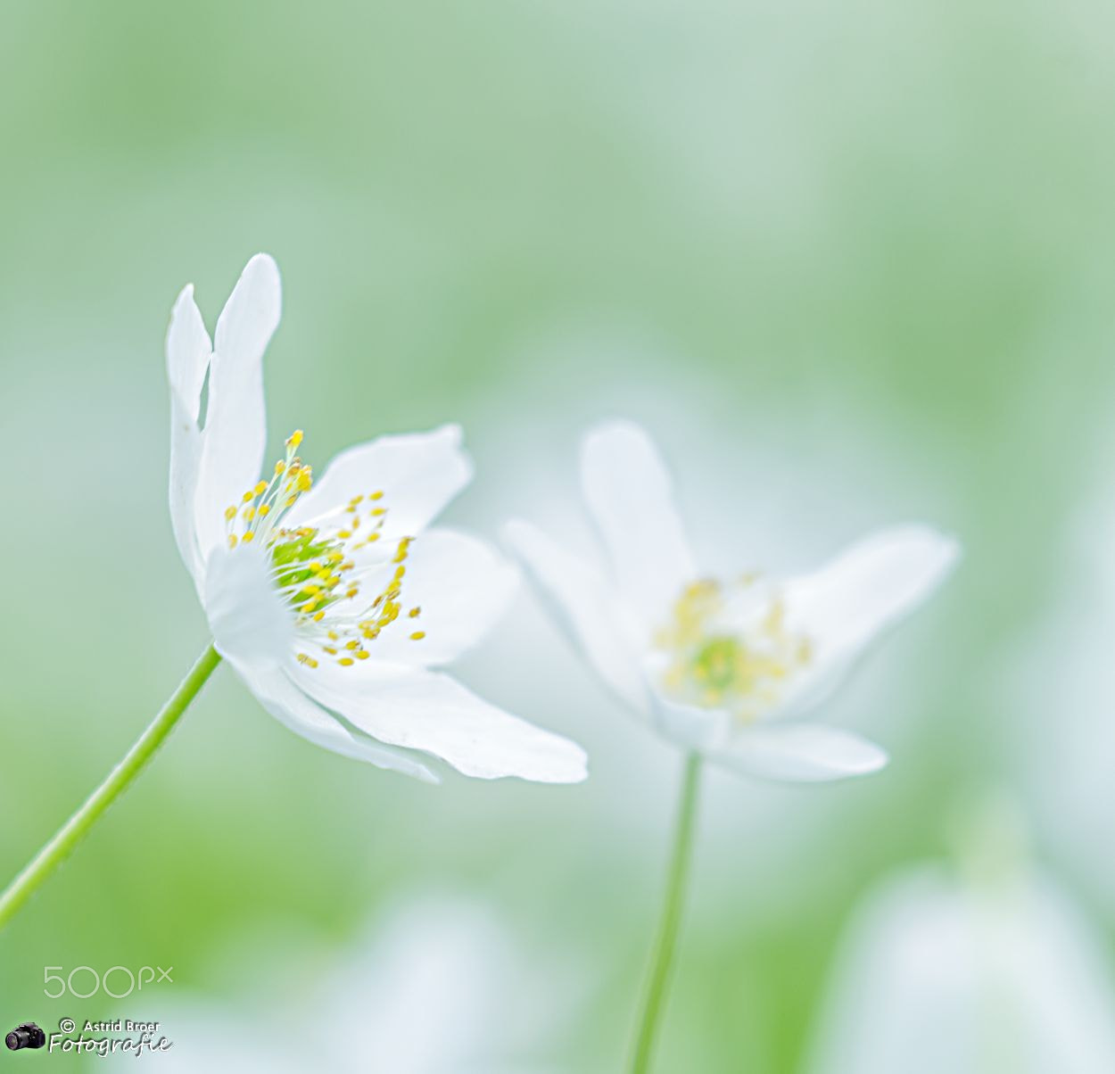 Canon EF 100-400mm F4.5-5.6L IS II USM sample photo. Bosanemoon photography