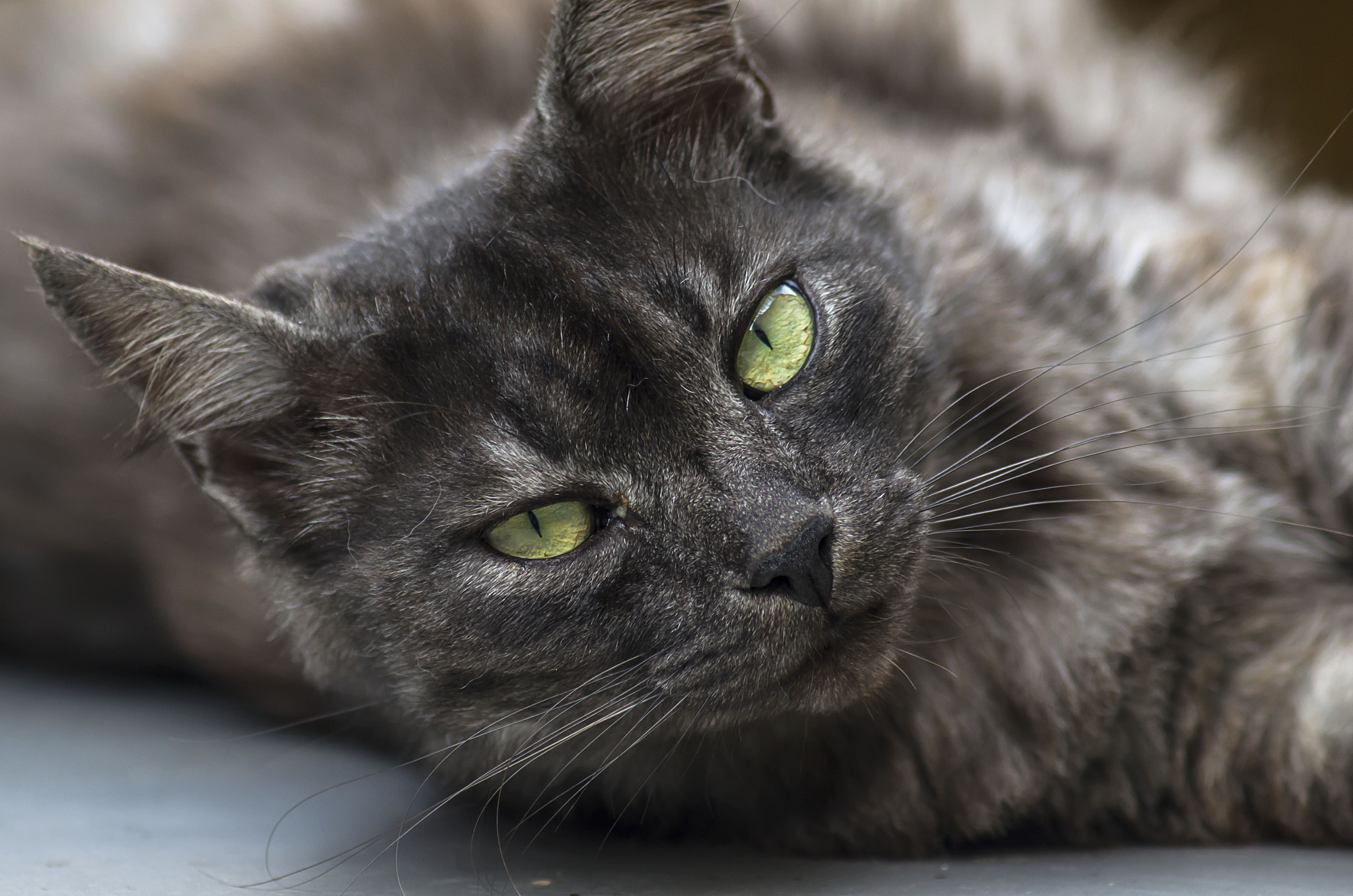 AF Zoom-Nikkor 75-300mm f/4.5-5.6 sample photo. Mirada felina (feline look) photography
