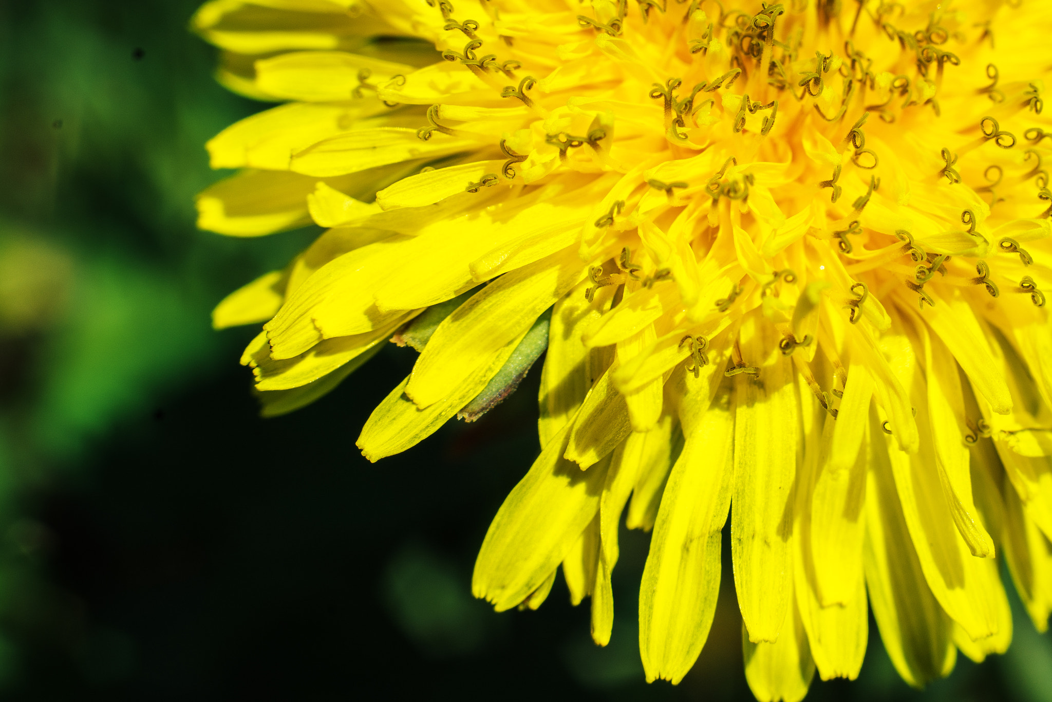 Sony a7 II + Canon EF 50mm F1.8 II sample photo. Dandelion photography