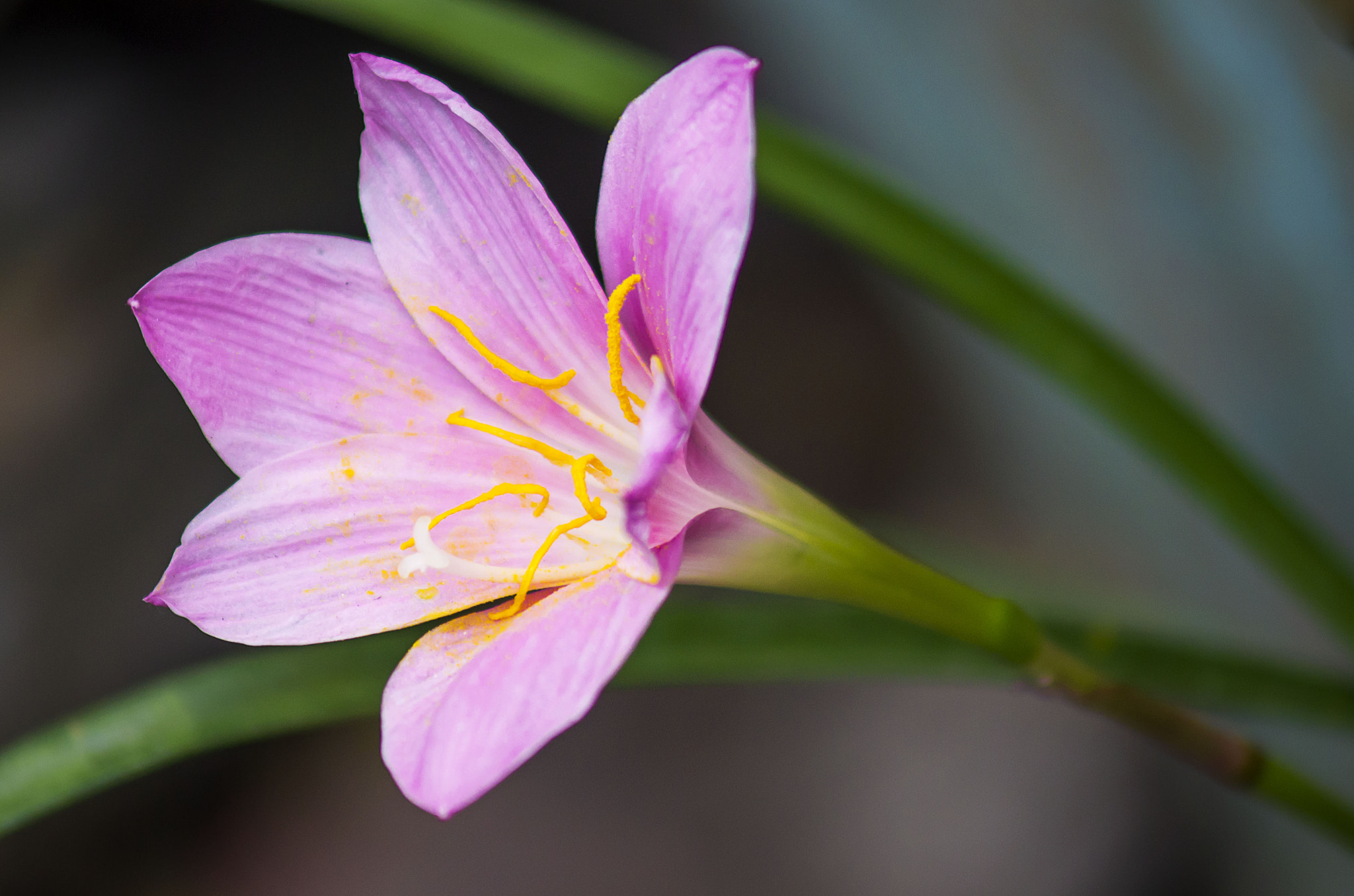 AF Zoom-Nikkor 75-300mm f/4.5-5.6 sample photo. Lirio photography