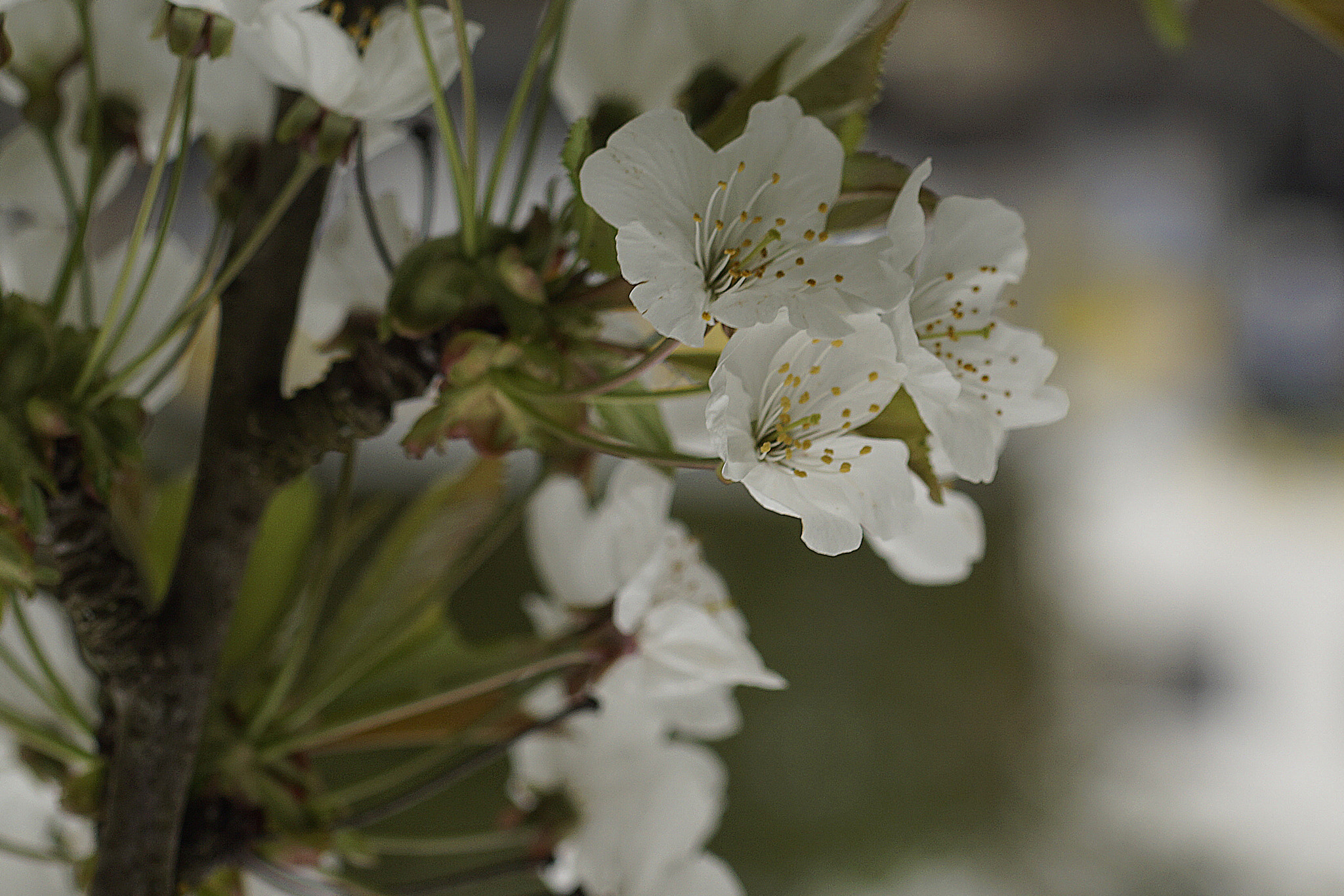 MACRO 50mm F2.8 sample photo. Wenn sie so süß sind, wie sie jetzt schon aussehen photography