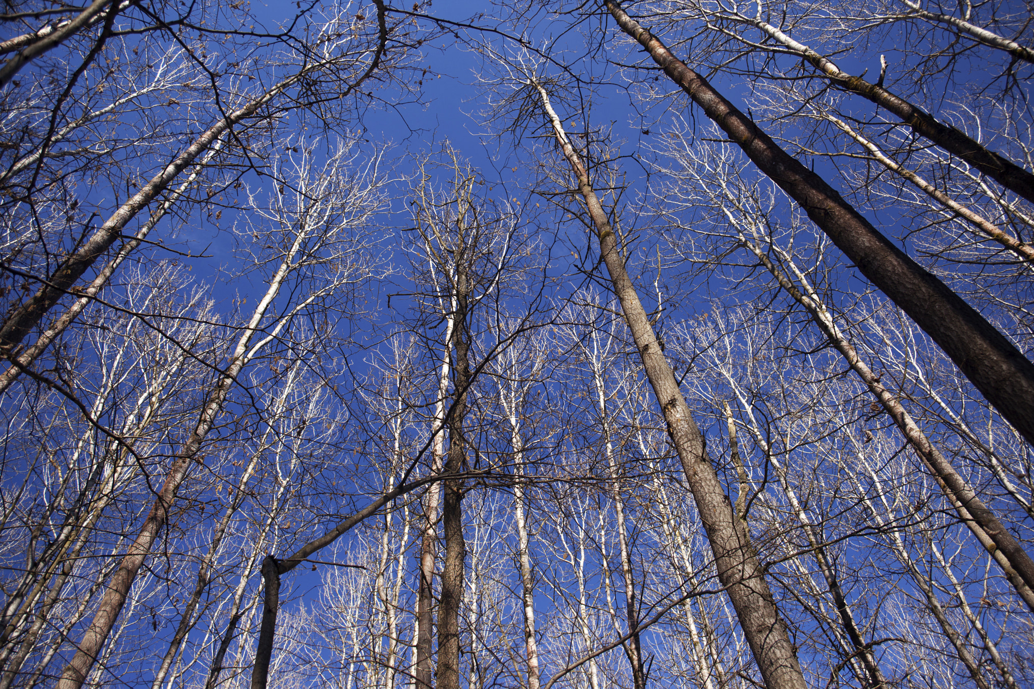 Canon EF 28-70mm f/3.5-4.5 sample photo. Silver trees photography