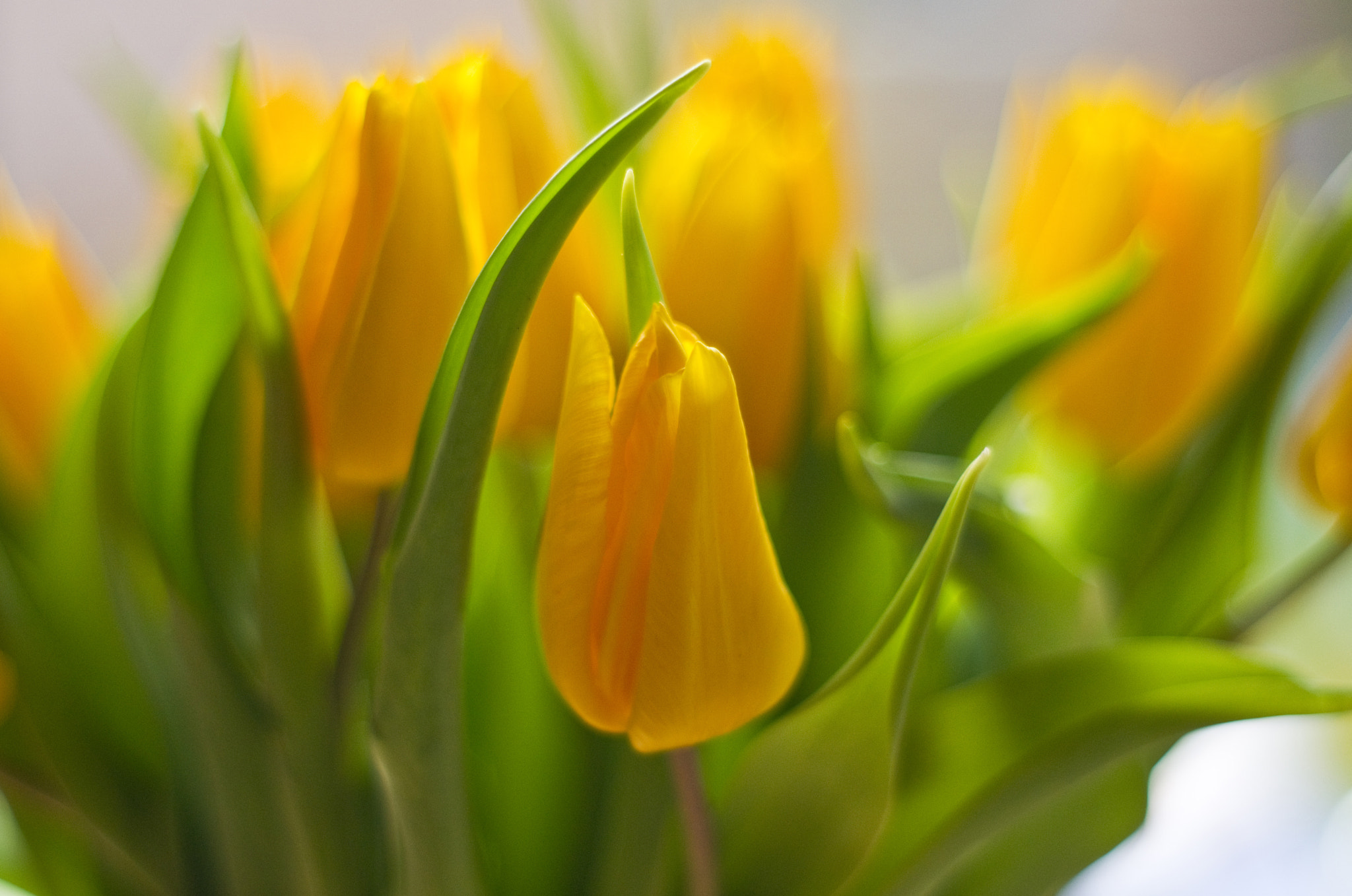 Sony Alpha DSLR-A550 + Minolta AF 50mm F1.7 New sample photo. Tulips photography