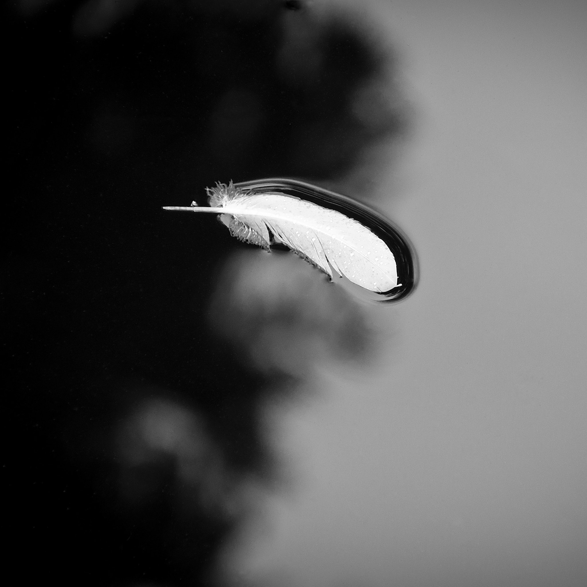 Sony Alpha DSLR-A580 sample photo. Feather in black and white photography